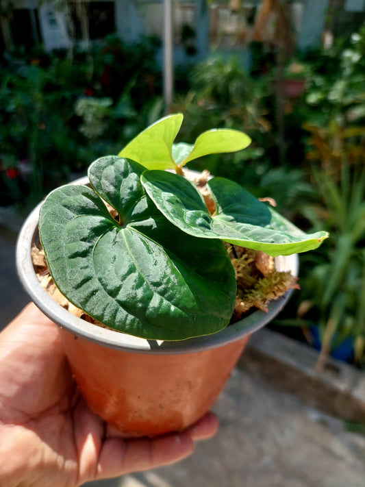 Anthurium sp. 'Huanuco Dark Velvet' Small Size with 3 Leaves (EXACT PLANT)