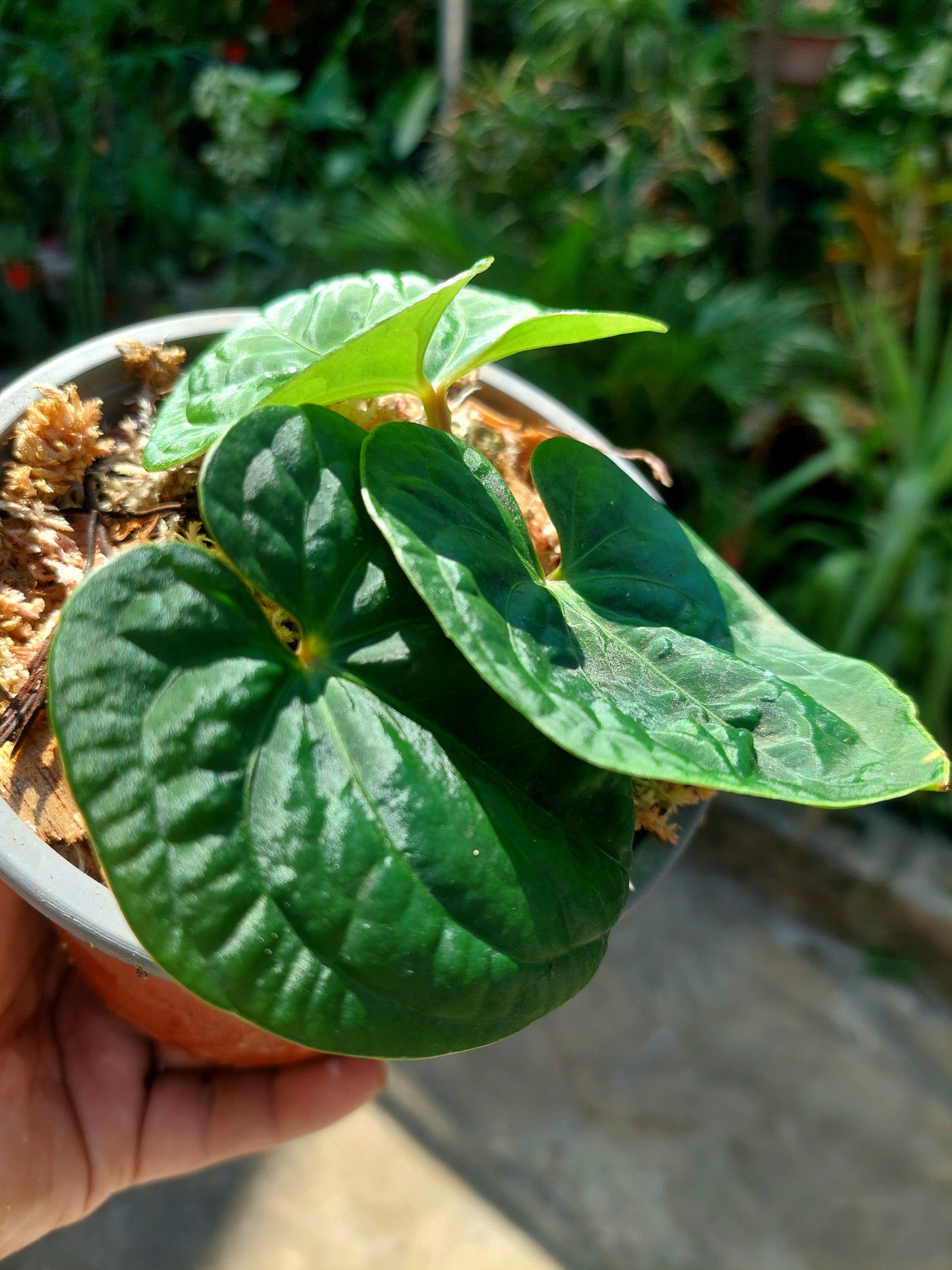 Anthurium sp. 'Huanuco Dark Velvet' Small Size with 3 Leaves (EXACT PLANT)