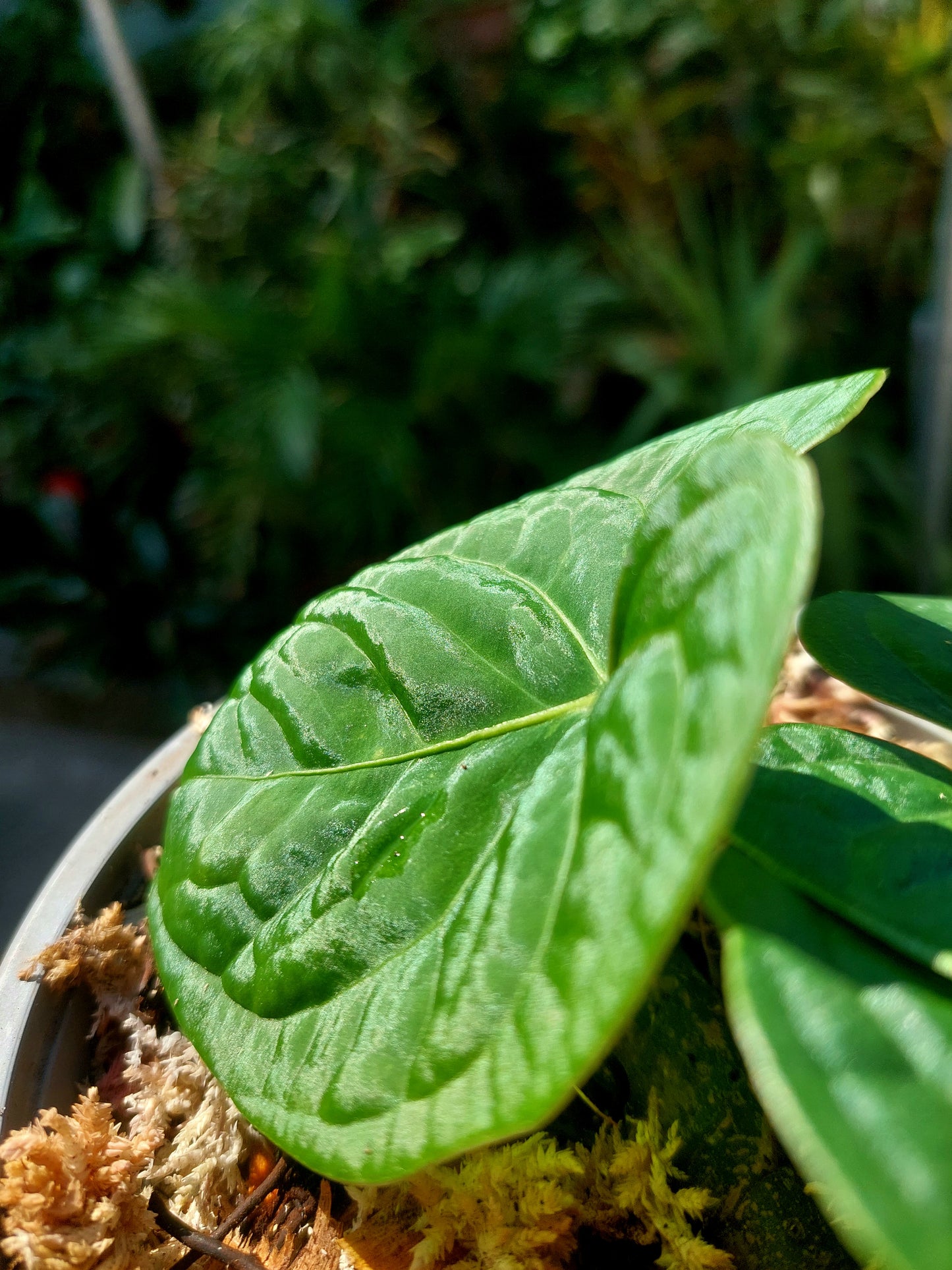 Anthurium sp. 'Huanuco Dark Velvet' Small Size with 3 Leaves (EXACT PLANT)