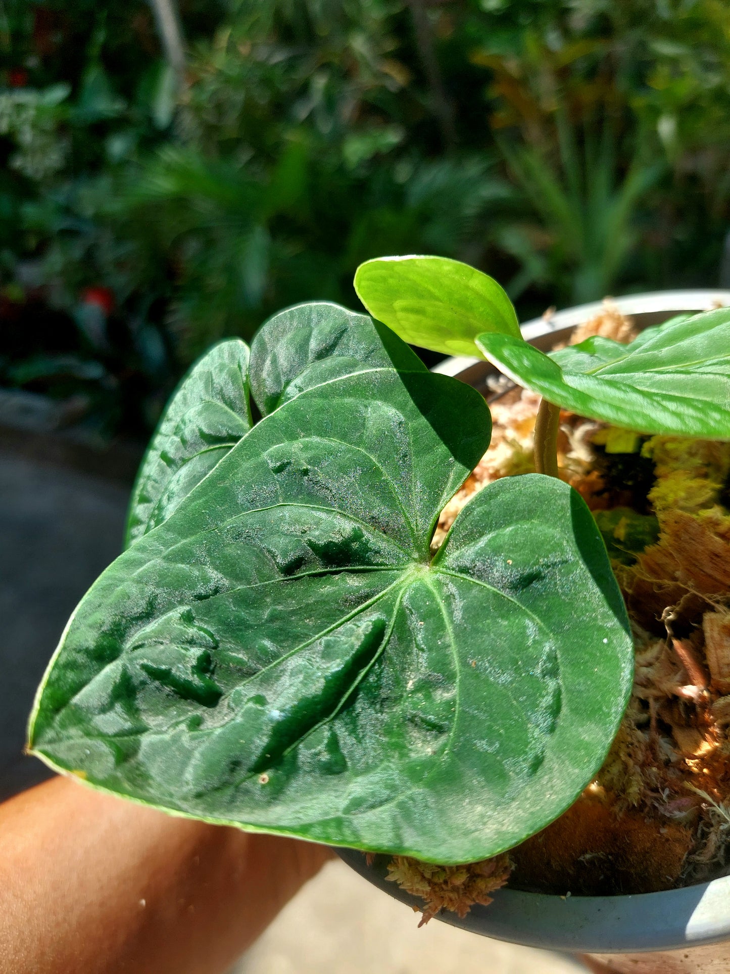 Anthurium sp. 'Huanuco Dark Velvet' Small Size with 3 Leaves (EXACT PLANT)