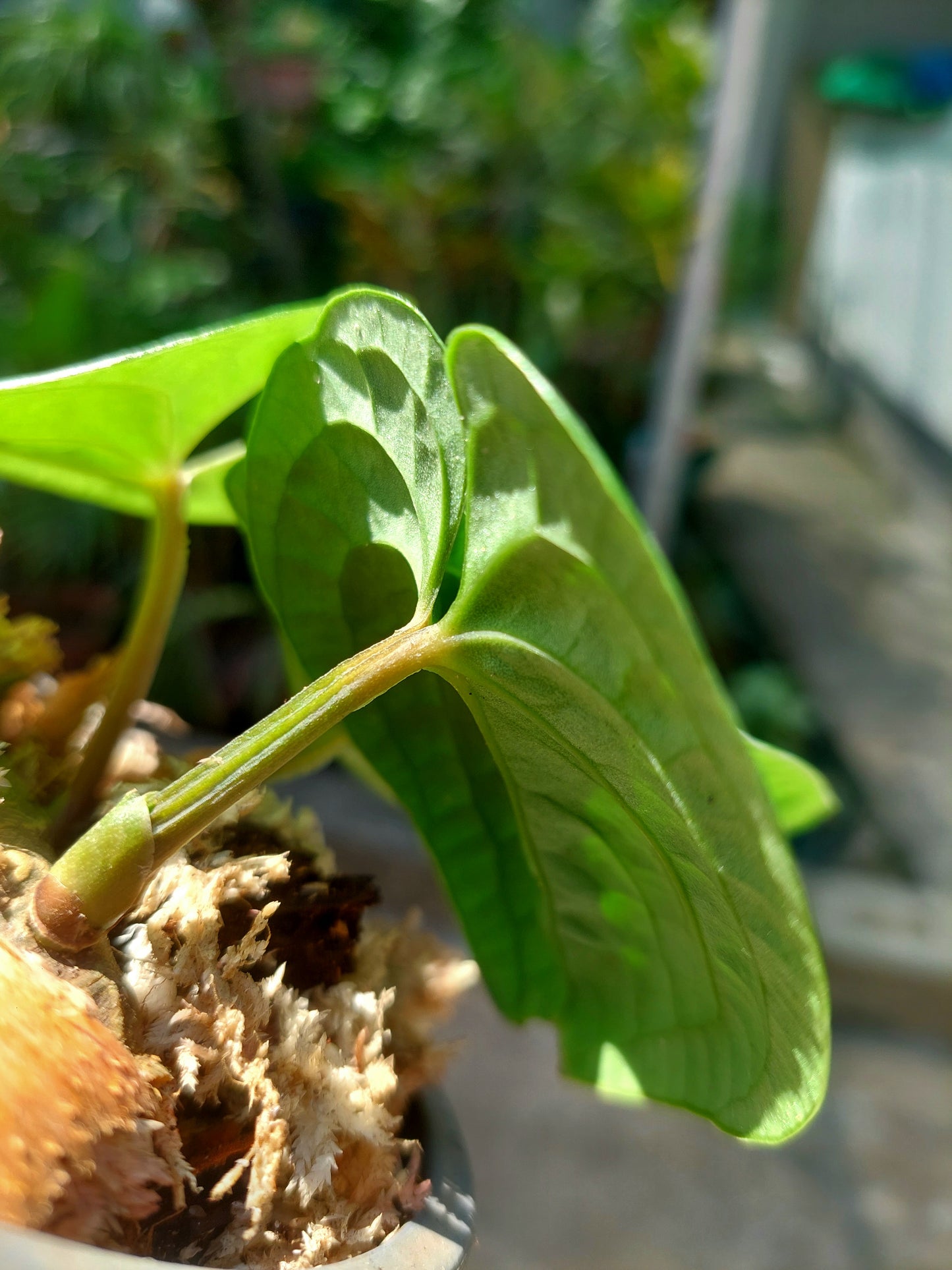 Anthurium sp. 'Huanuco Dark Velvet' Small Size with 3 Leaves (EXACT PLANT)