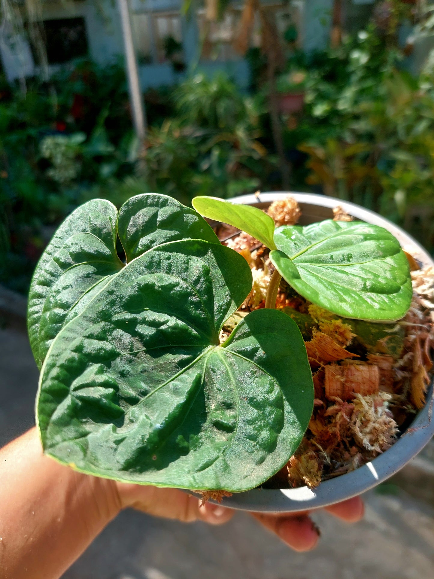 Anthurium sp. 'Huanuco Dark Velvet' Small Size with 3 Leaves (EXACT PLANT)