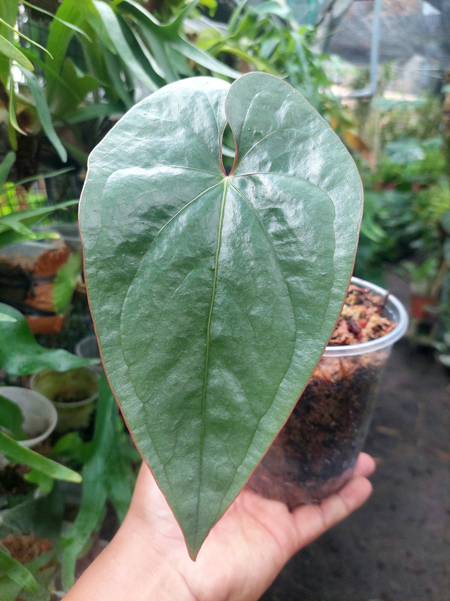 Anthurium sp. 'Silver Peru' Narrow form Red Petiole (EXACT PLANT)