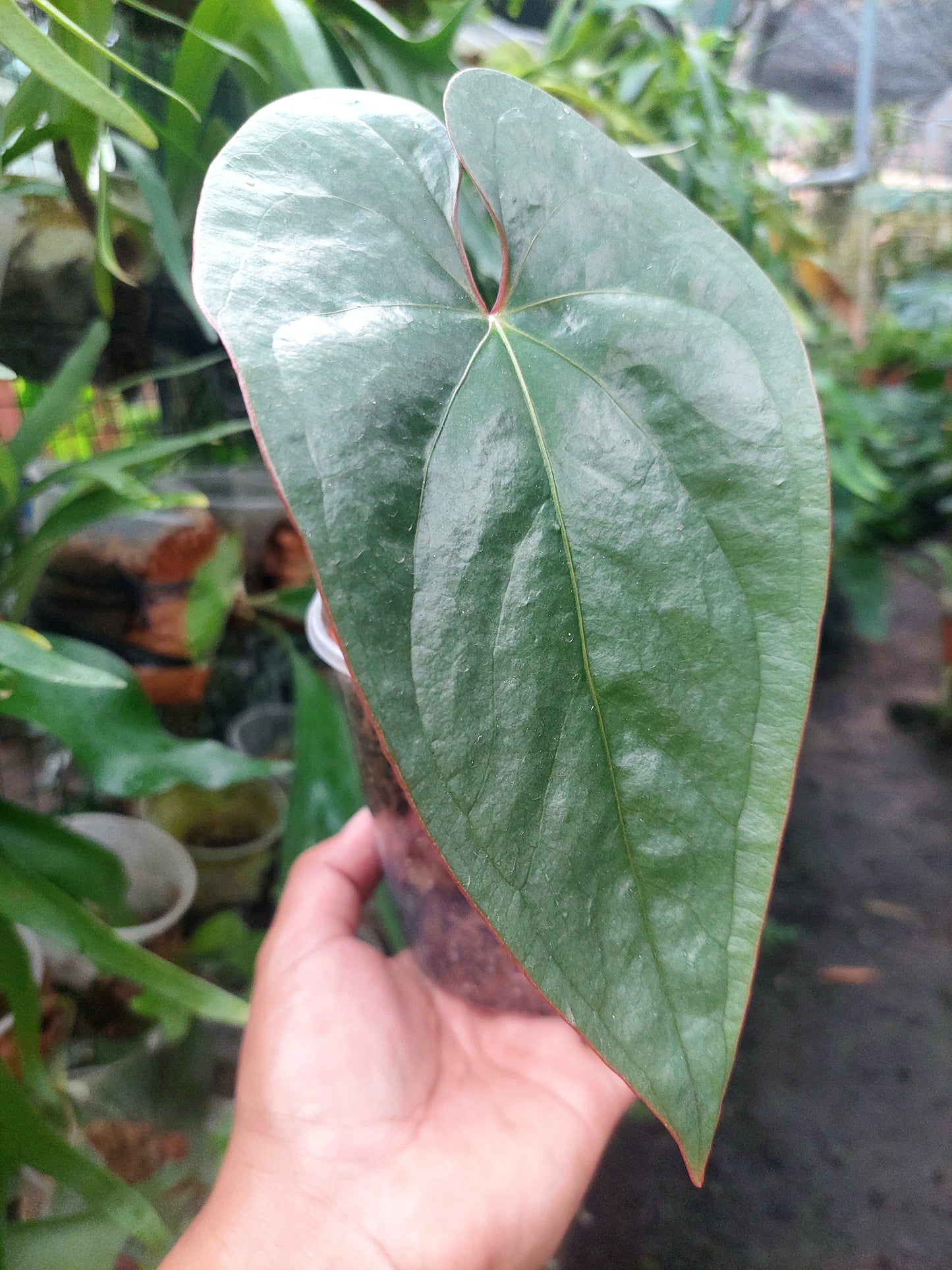 Anthurium sp. 'Silver Peru' Narrow form Red Petiole (EXACT PLANT)