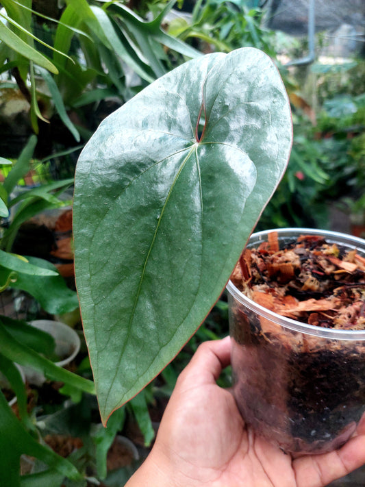 Anthurium sp. 'Silver Peru' Narrow form Red Petiole (EXACT PLANT)