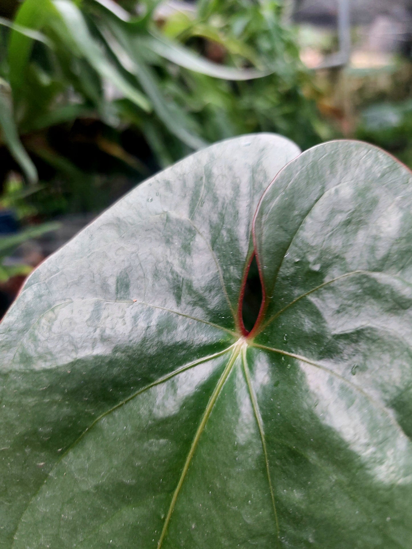 Anthurium sp. 'Silver Peru' Narrow form Red Petiole (EXACT PLANT)