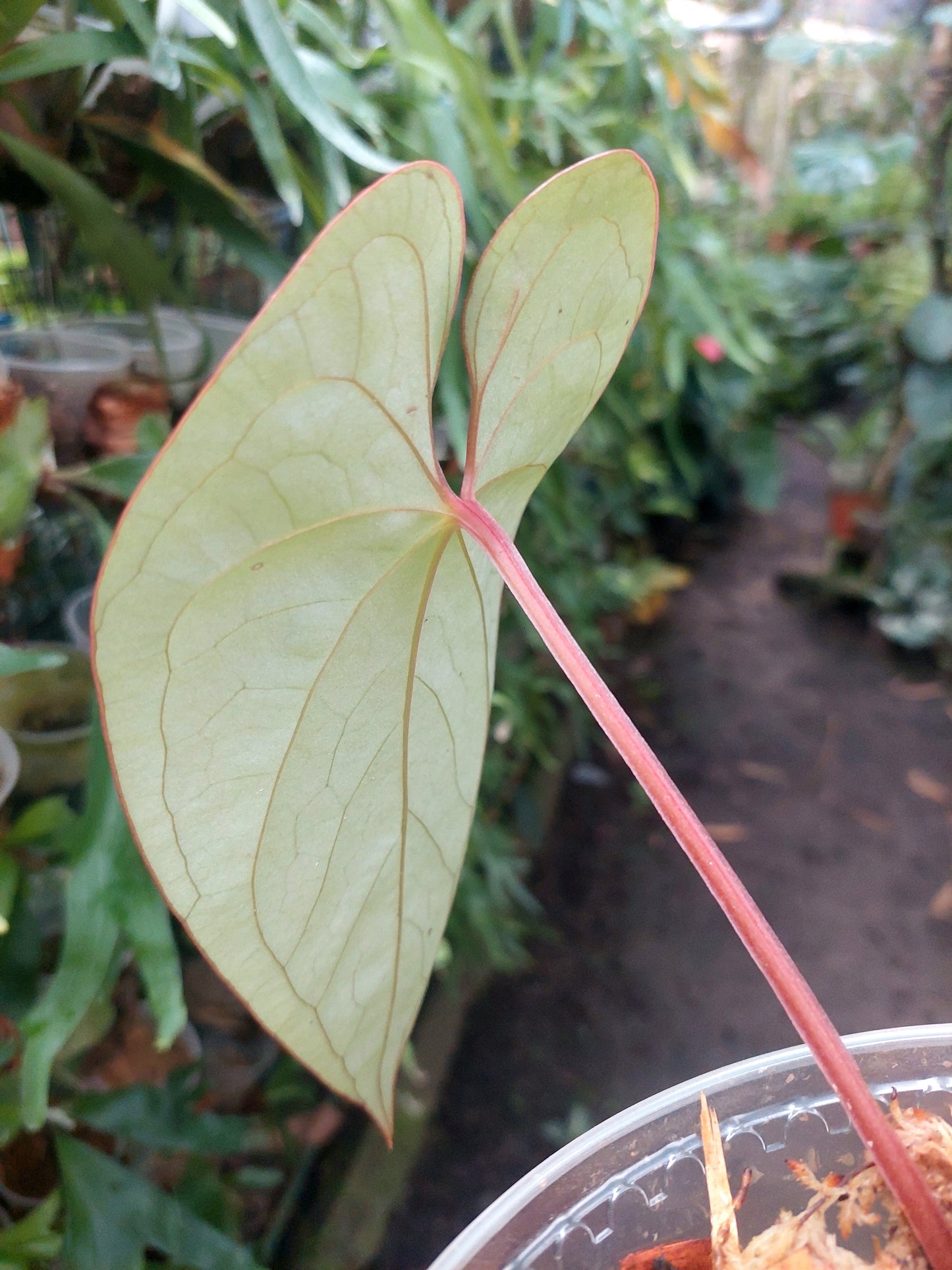 Anthurium sp. 'Silver Peru' Narrow form Red Petiole (EXACT PLANT)