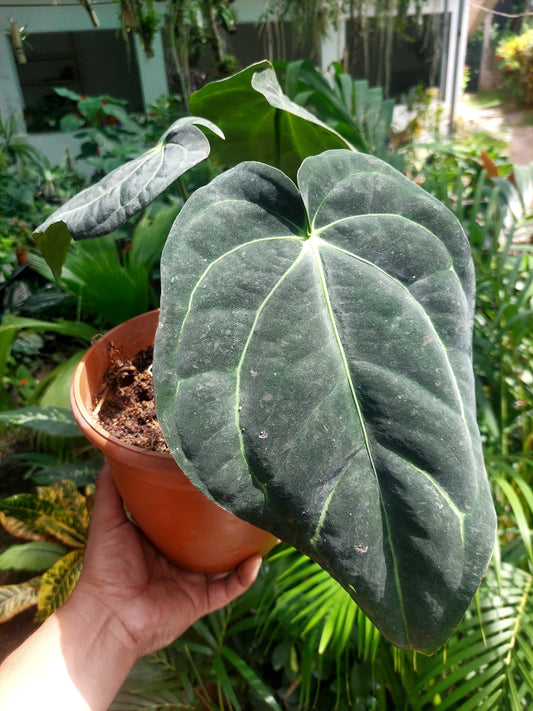 Anthurium Carlablackiae BIG PLANT Wild Ecotype with 3 Leaves (EXACT PLANT)