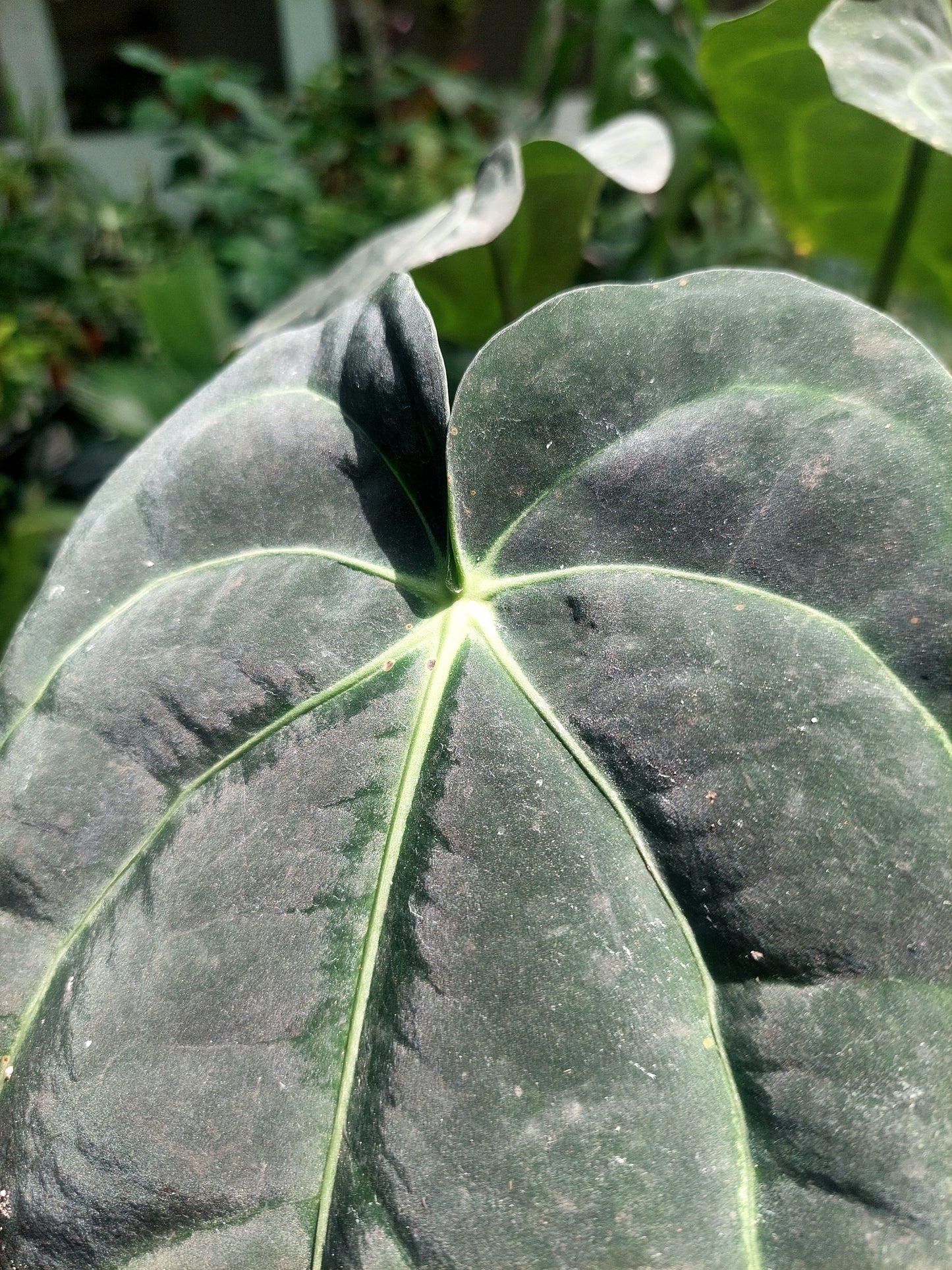 Anthurium Carlablackiae BIG PLANT Wild Ecotype with 3 Leaves (EXACT PLANT)