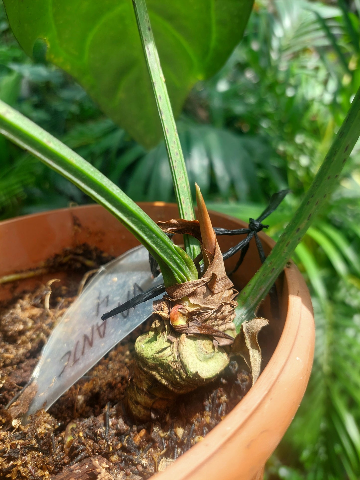 Anthurium Carlablackiae BIG PLANT Wild Ecotype with 3 Leaves (EXACT PLANT)