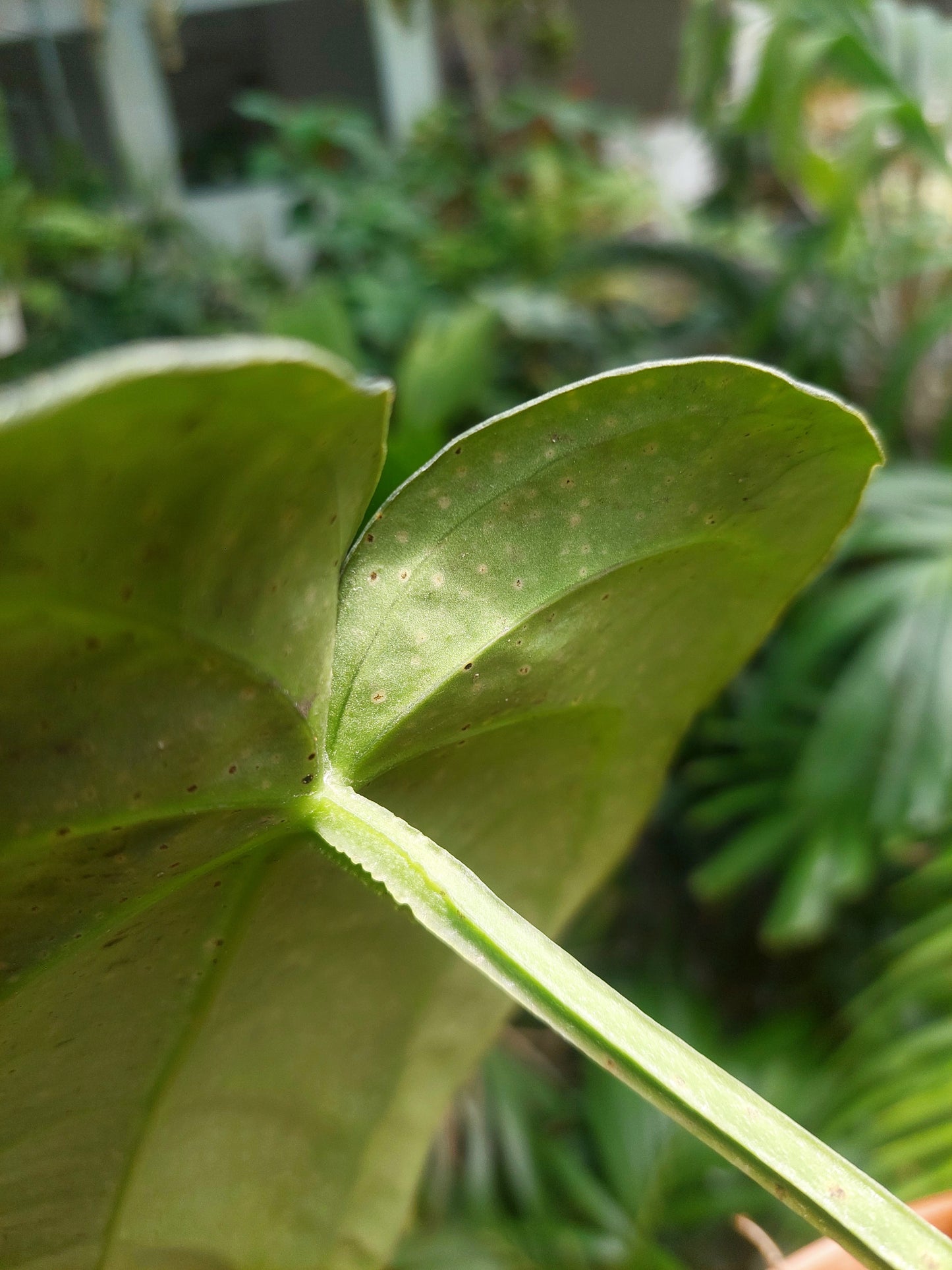 Anthurium Carlablackiae BIG PLANT Wild Ecotype with 3 Leaves (EXACT PLANT)