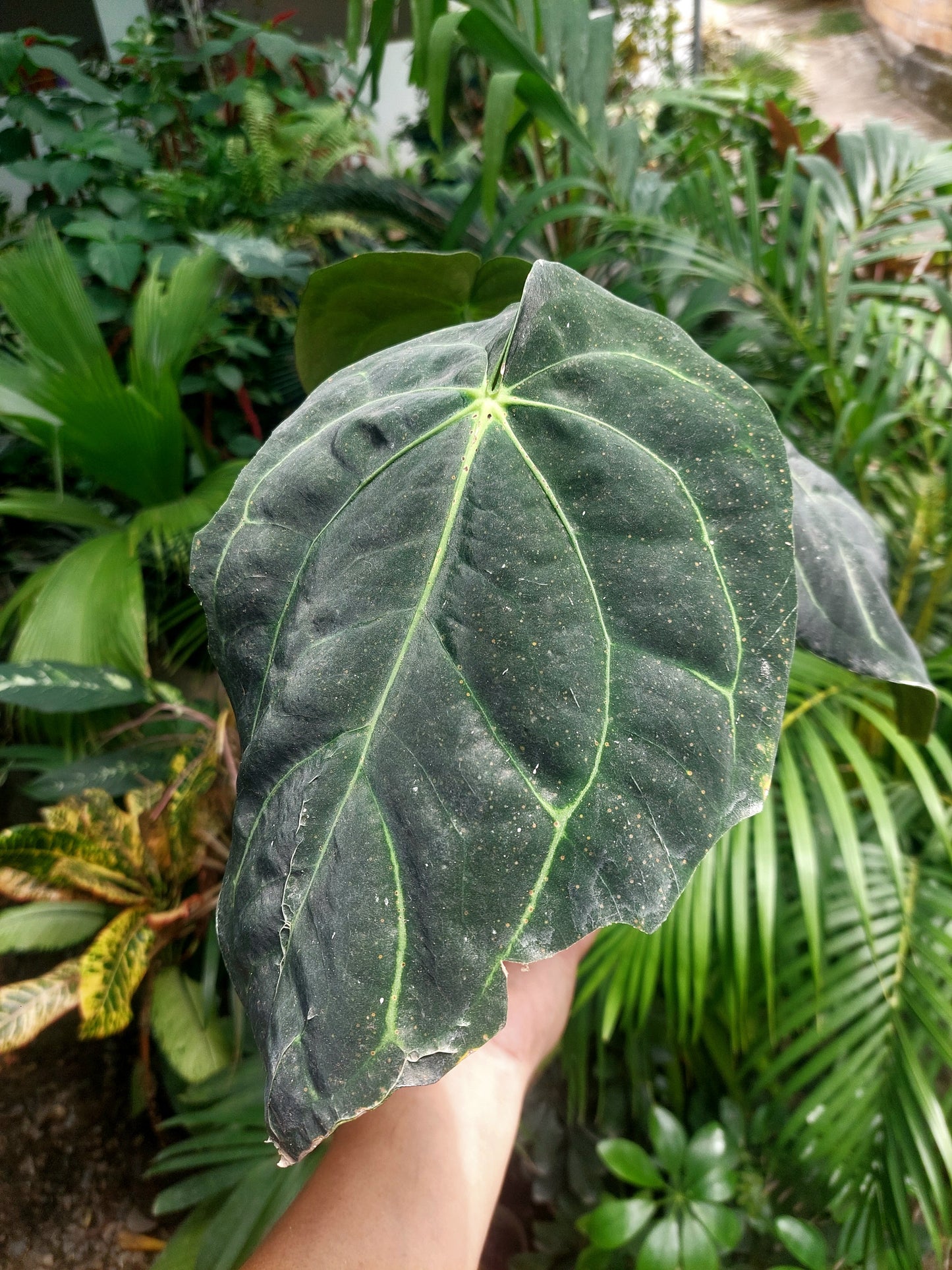 Anthurium Carlablackiae BIG PLANT Wild Ecotype with 3 Leaves (EXACT PLANT)