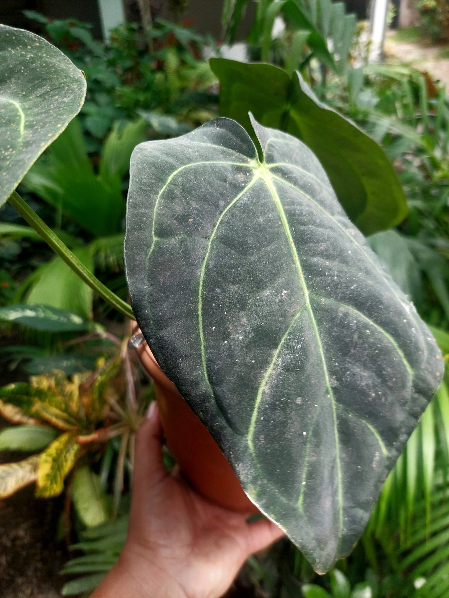 Anthurium Carlablackiae BIG PLANT Wild Ecotype with 3 Leaves (EXACT PLANT)