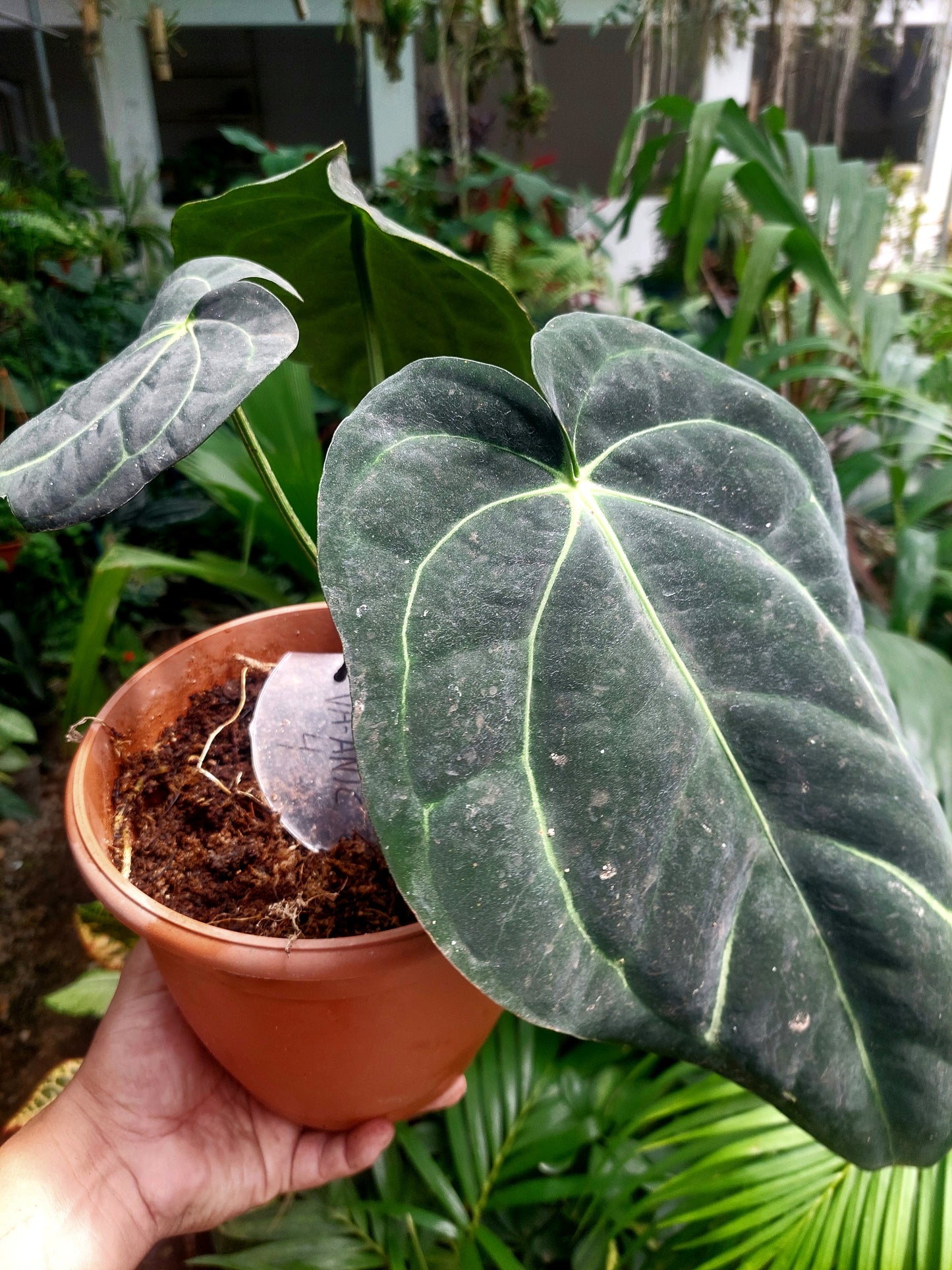 Anthurium Carlablackiae BIG PLANT Wild Ecotype with 3 Leaves (EXACT PLANT)