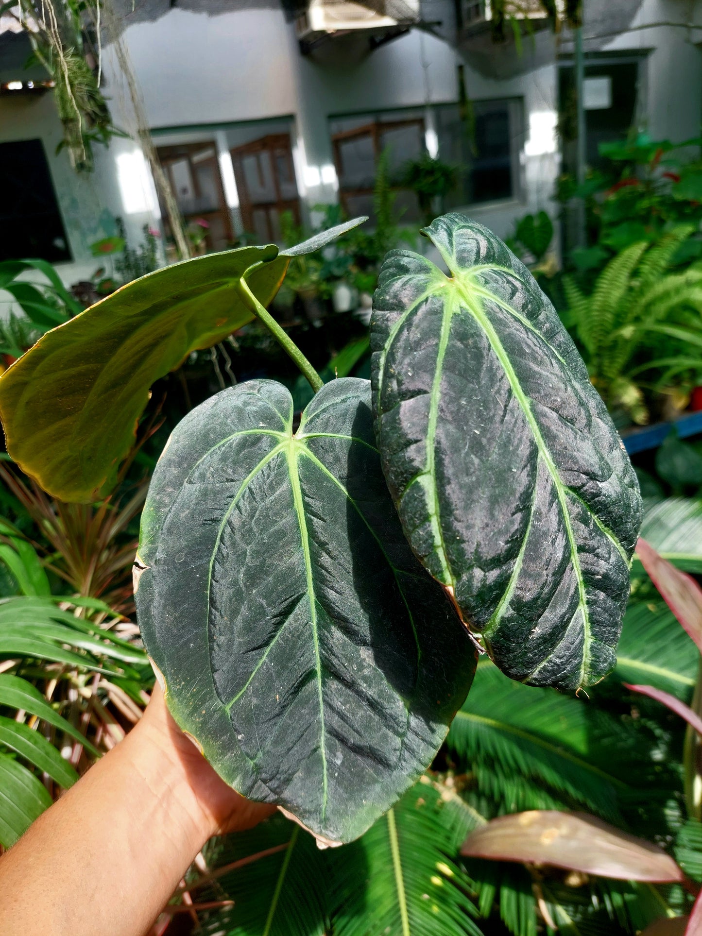 Anthurium Carlablackiae Special Phenotype with 3 Leaves (EXACT PLANT)