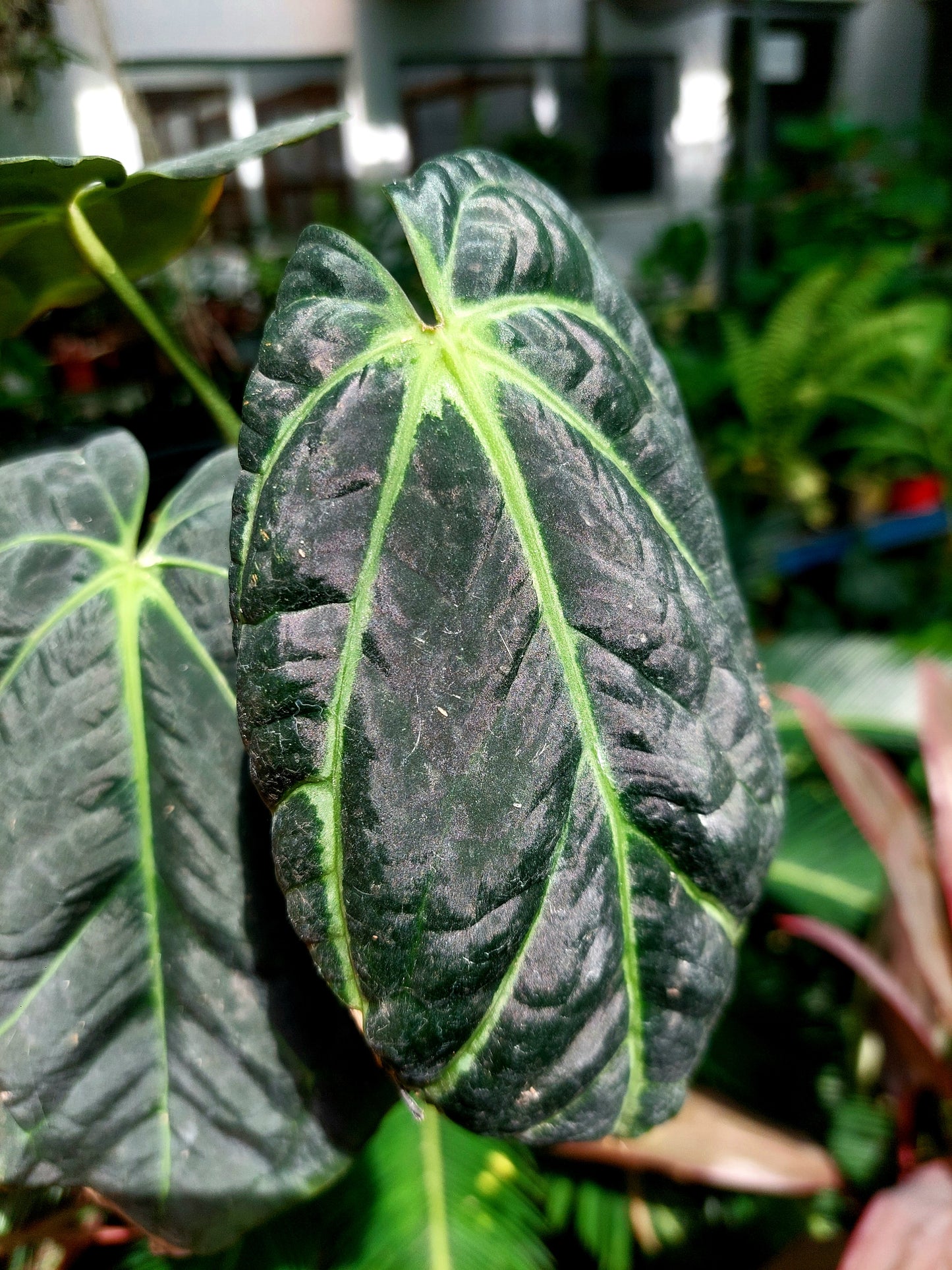 Anthurium Carlablackiae Special Phenotype with 3 Leaves (EXACT PLANT)