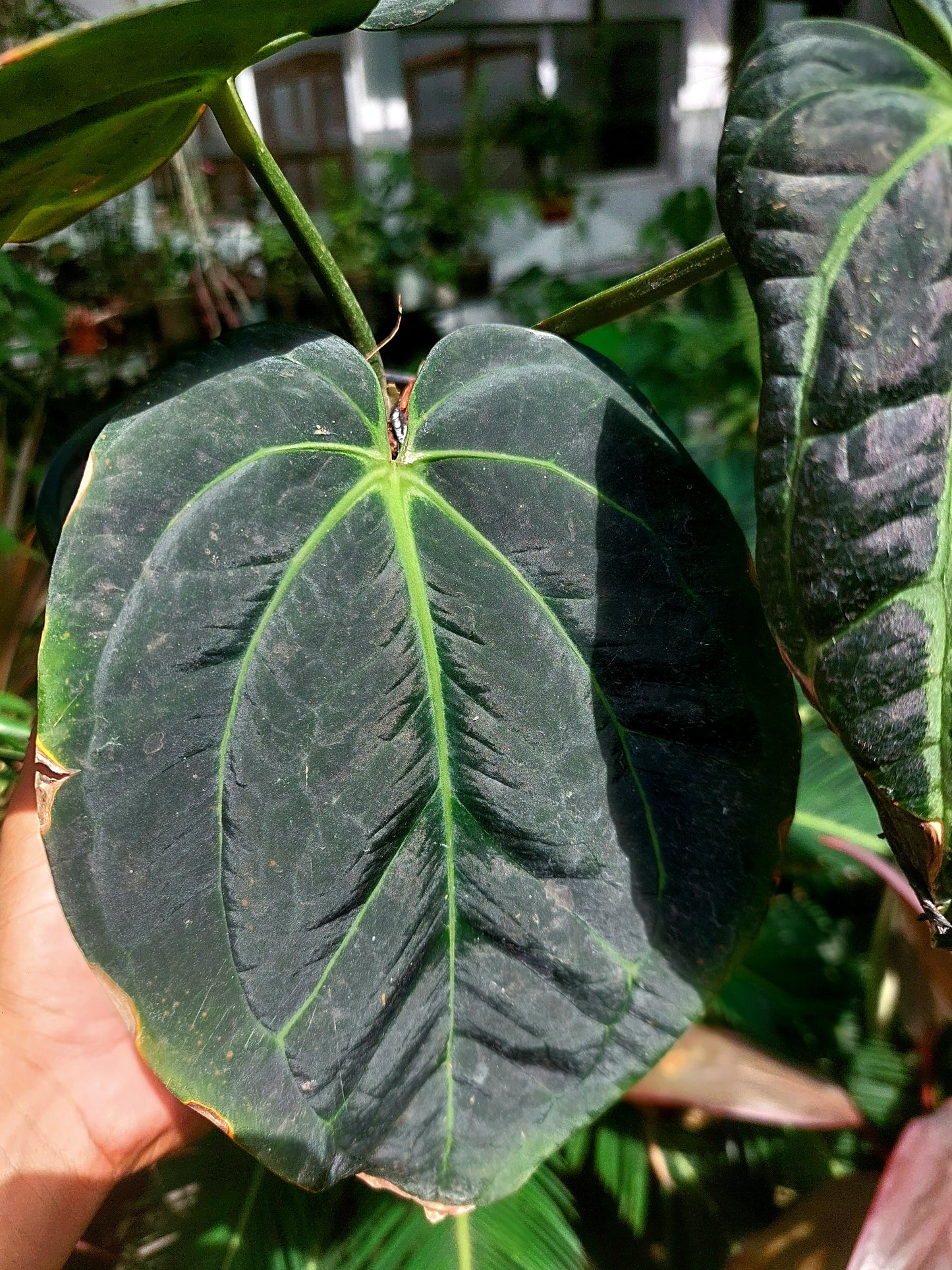 Anthurium Carlablackiae Special Phenotype with 3 Leaves (EXACT PLANT)