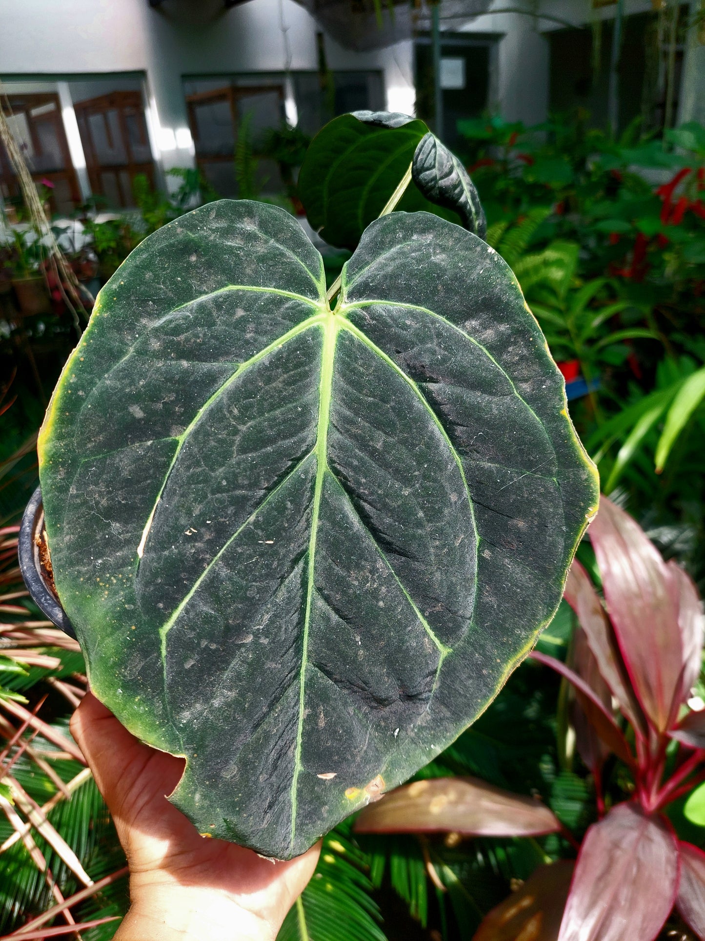 Anthurium Carlablackiae Special Phenotype with 3 Leaves (EXACT PLANT)