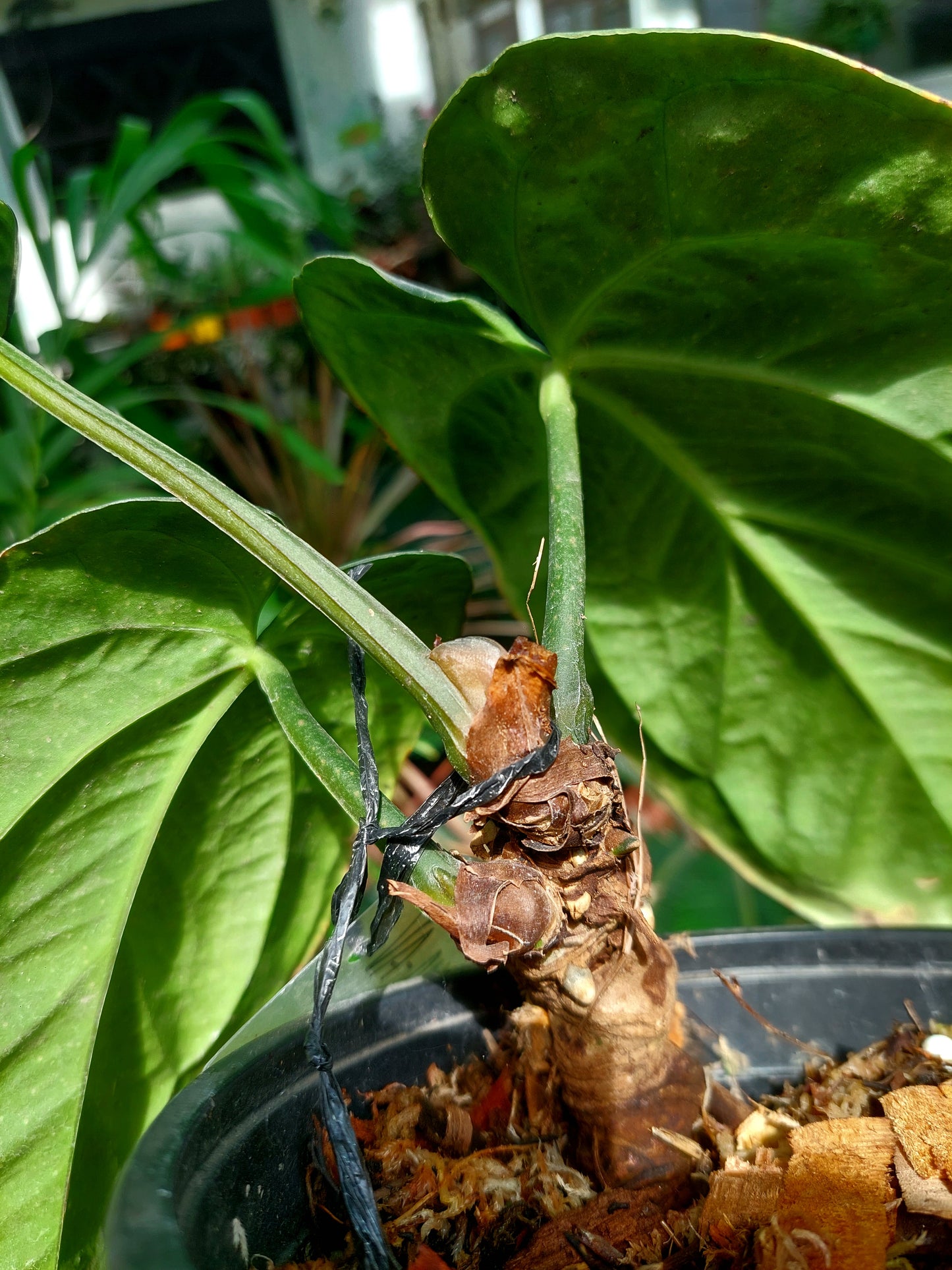 Anthurium Carlablackiae Special Phenotype with 3 Leaves (EXACT PLANT)