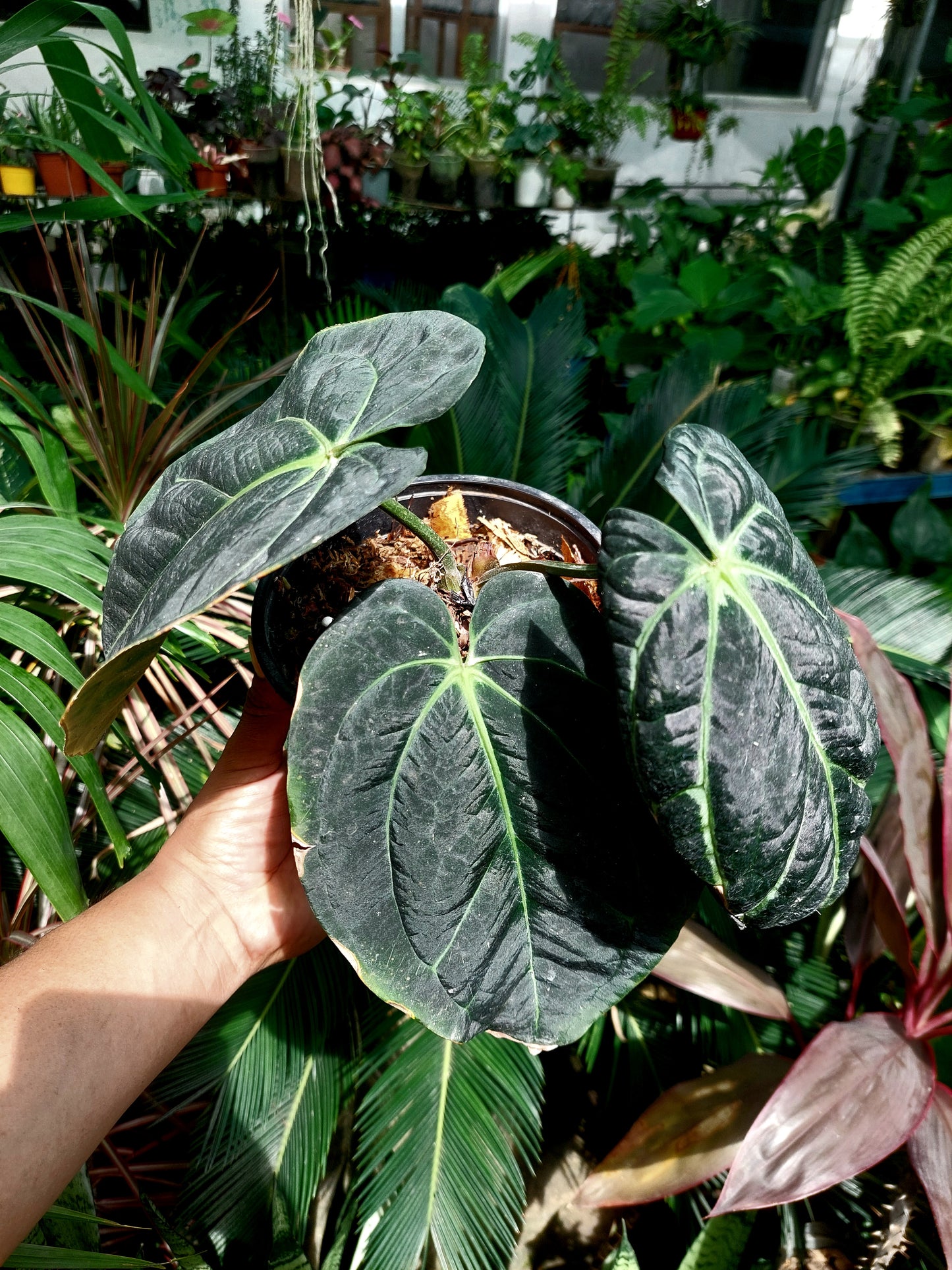 Anthurium Carlablackiae Special Phenotype with 3 Leaves (EXACT PLANT)