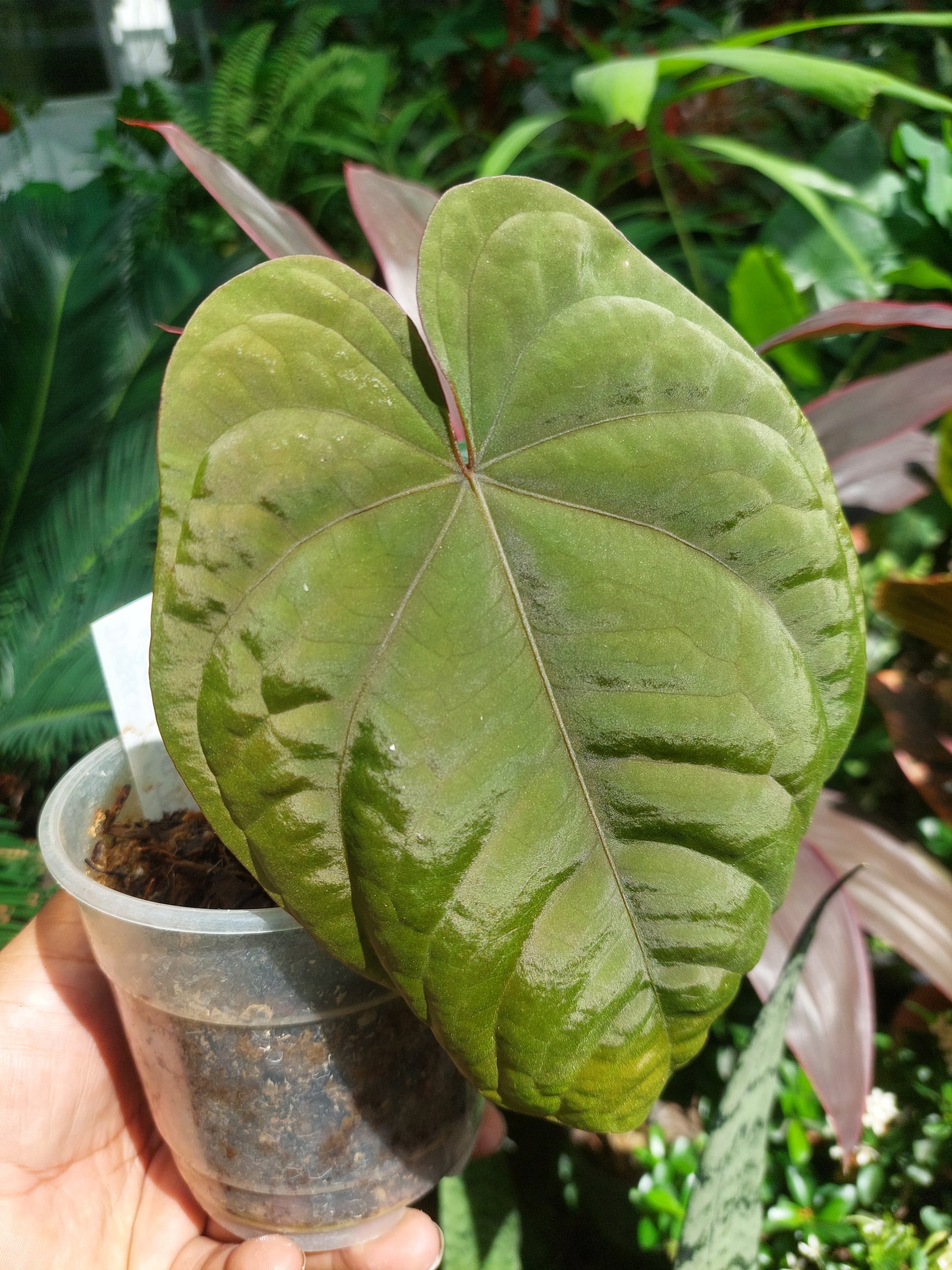 Anthurium Dressleri 'San Blas' Wild Ecotype with 2 Leaves (EXACT PLANT)