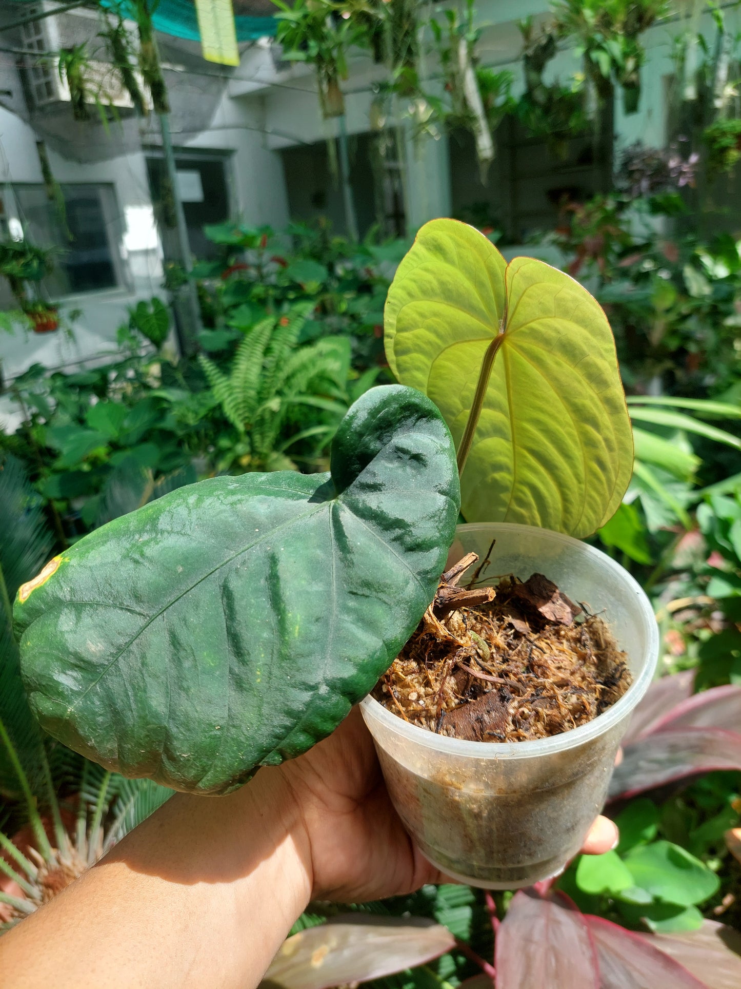 Anthurium Dressleri 'San Blas' Wild Ecotype with 2 Leaves (EXACT PLANT)