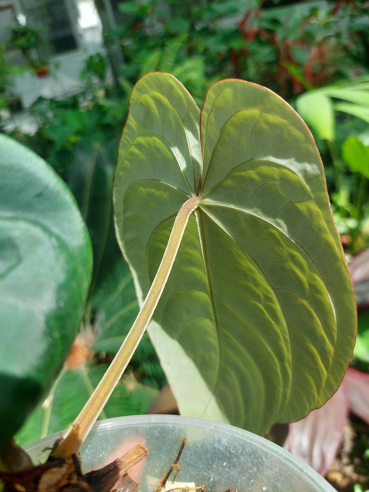 Anthurium Dressleri 'San Blas' Wild Ecotype with 2 Leaves (EXACT PLANT)