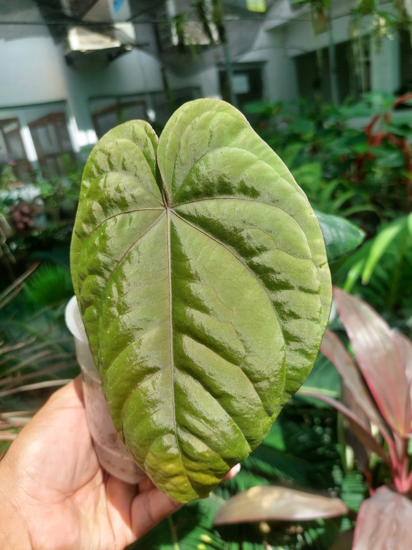 Anthurium Dressleri 'San Blas' Wild Ecotype with 2 Leaves (EXACT PLANT)