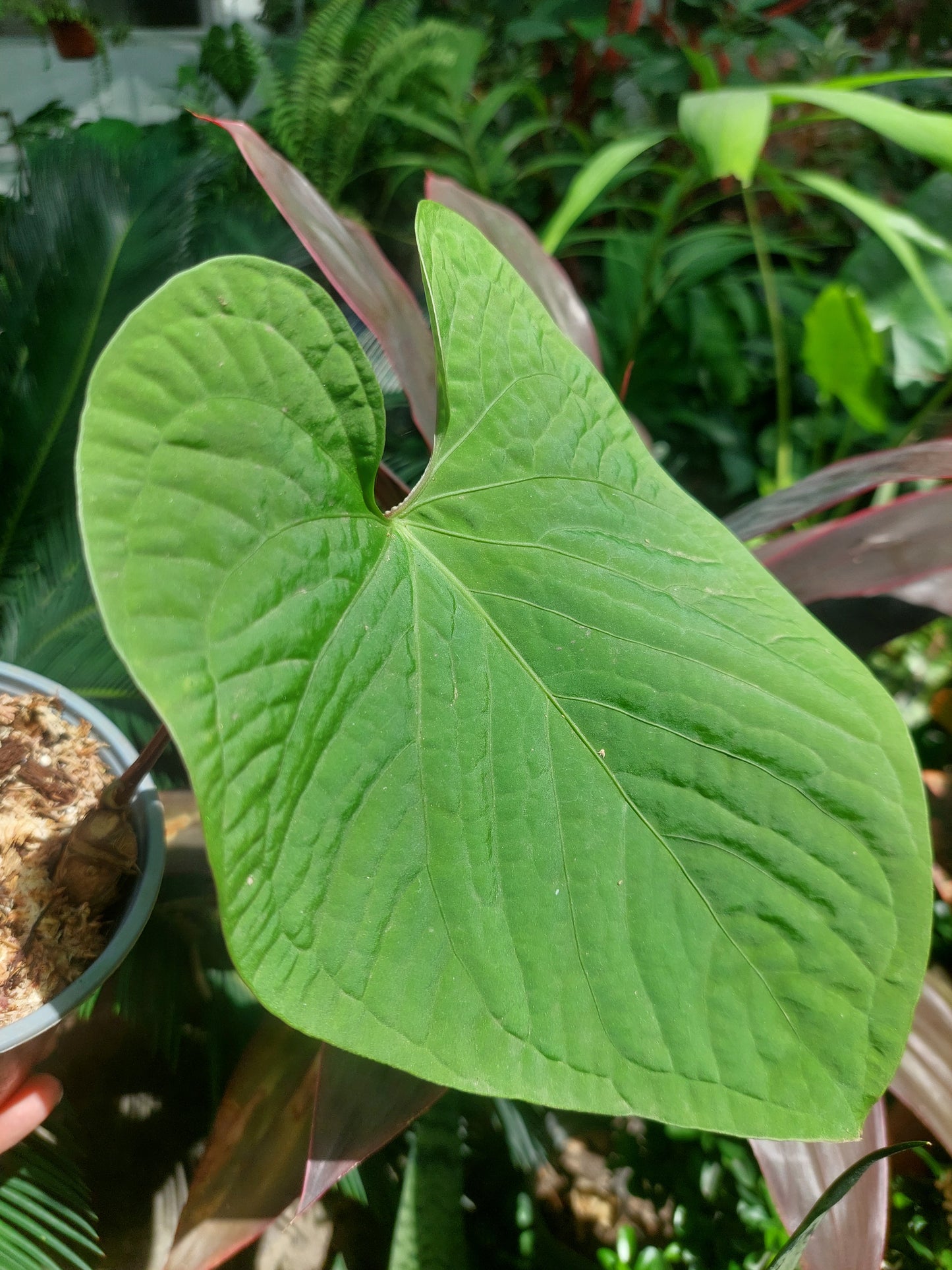 Anthurium sp. 'Kunayala Glow' Wild Ecotype (EXACT PLANT)