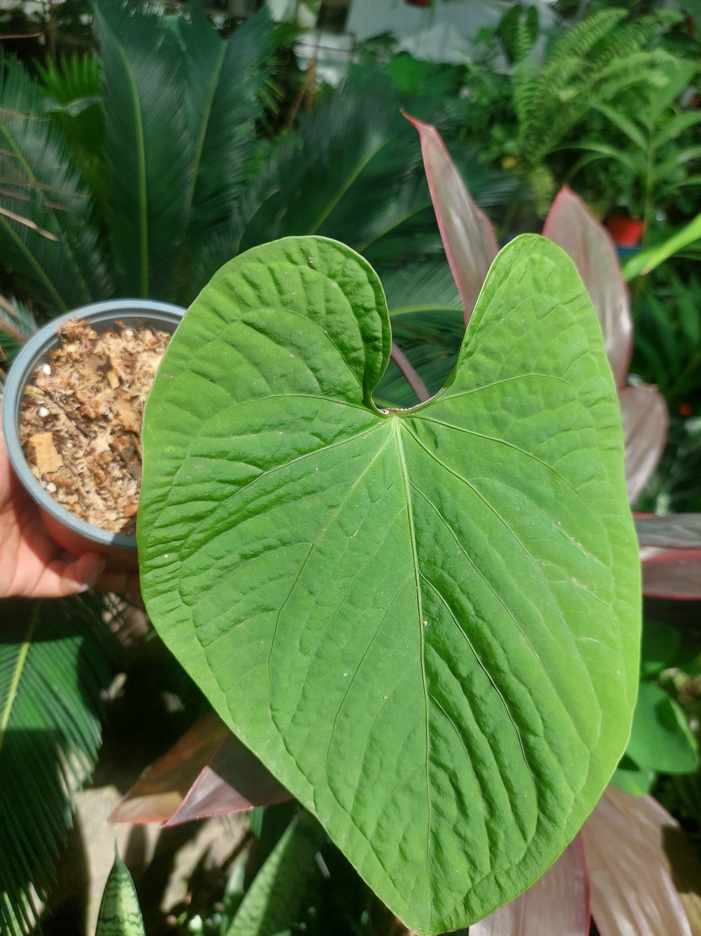 Anthurium sp. 'Kunayala Glow' Wild Ecotype (EXACT PLANT)