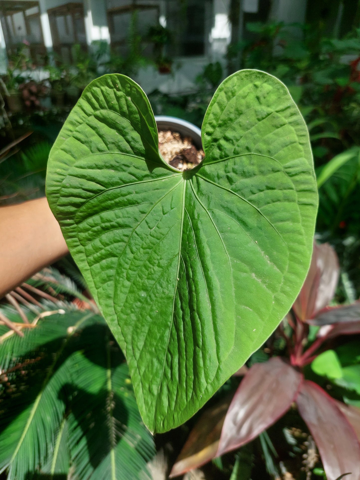 Anthurium sp. 'Kunayala Glow' Wild Ecotype (EXACT PLANT)