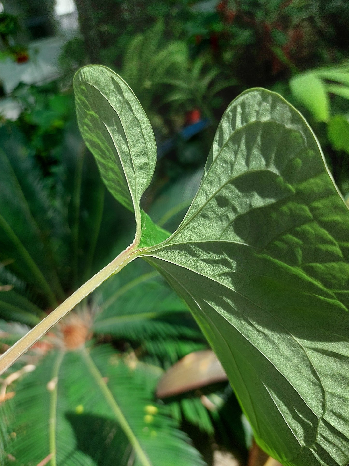 Anthurium sp. 'Kunayala Glow' Wild Ecotype (EXACT PLANT)