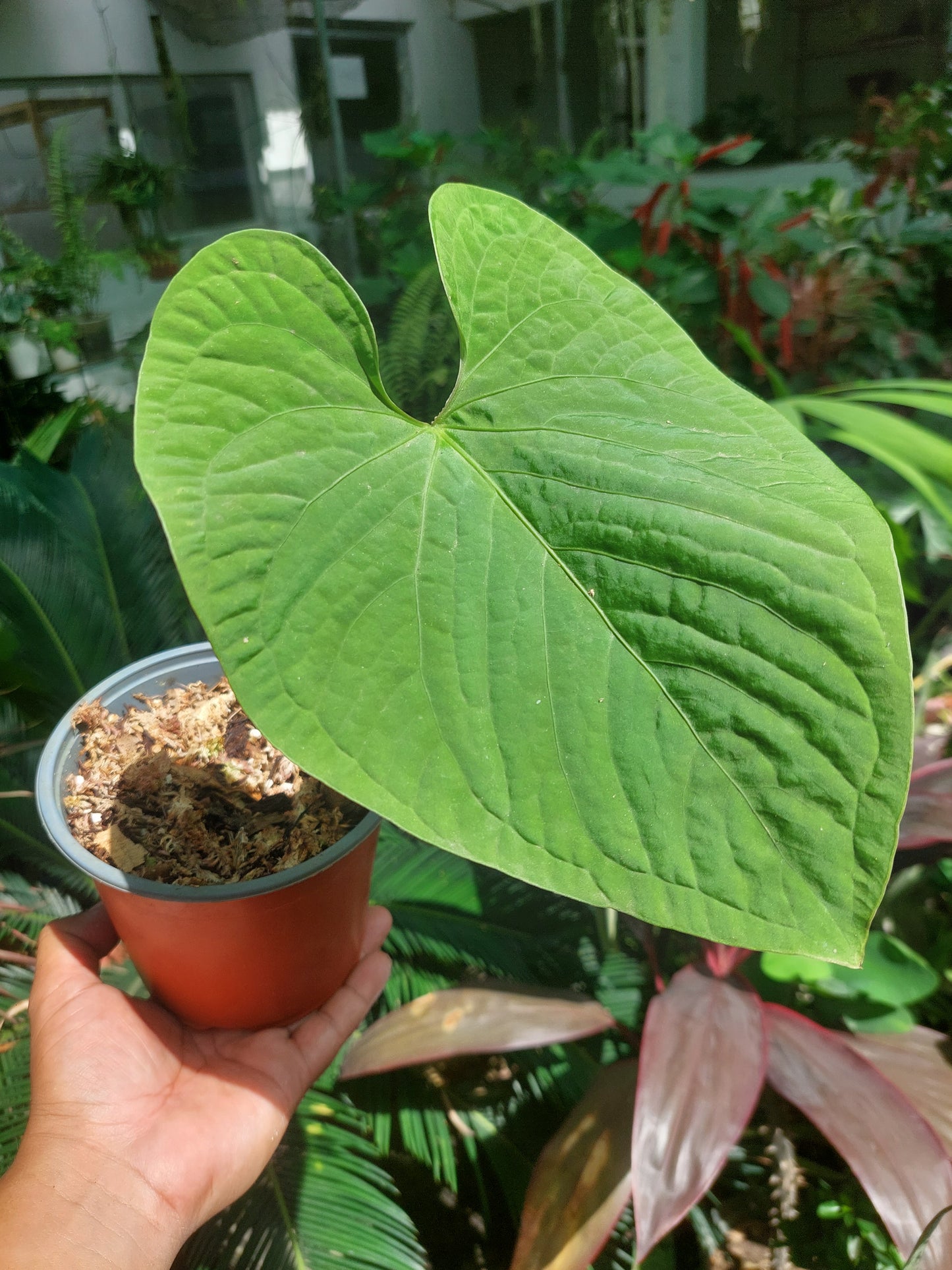 Anthurium sp. 'Kunayala Glow' Wild Ecotype (EXACT PLANT)