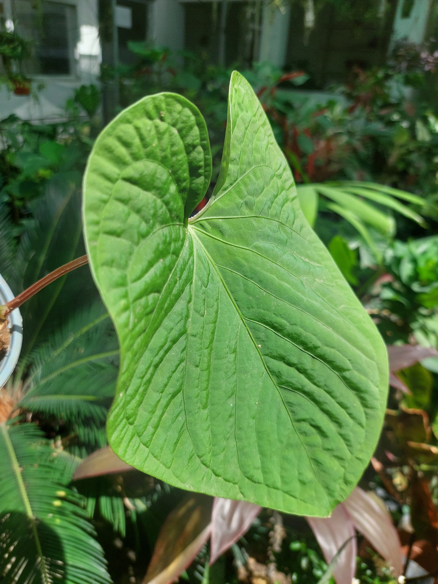 Anthurium sp. 'Kunayala Glow' Wild Ecotype (EXACT PLANT)