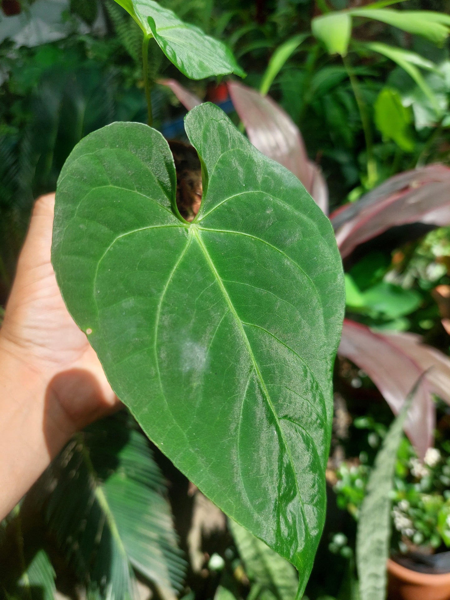 Anthurium sp. "Tarapoto Velvet" Small Size with 2 Leaves (EXACT PLANT)