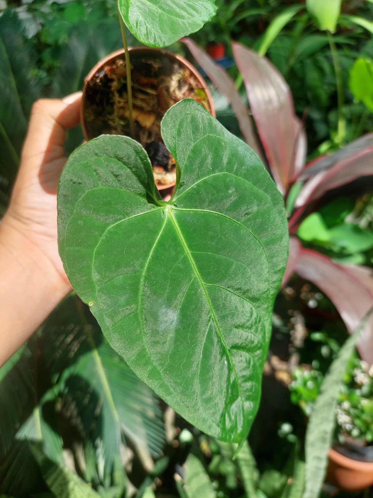 Anthurium sp. "Tarapoto Velvet" Small Size with 2 Leaves (EXACT PLANT)