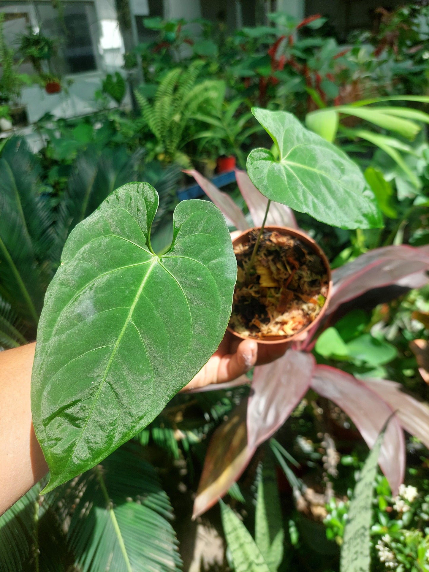 Anthurium sp. "Tarapoto Velvet" Small Size with 2 Leaves (EXACT PLANT)