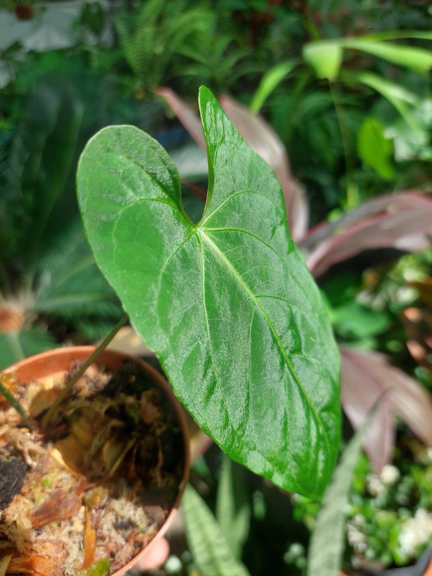 Anthurium sp. "Tarapoto Velvet" Small Size with 2 Leaves (EXACT PLANT)