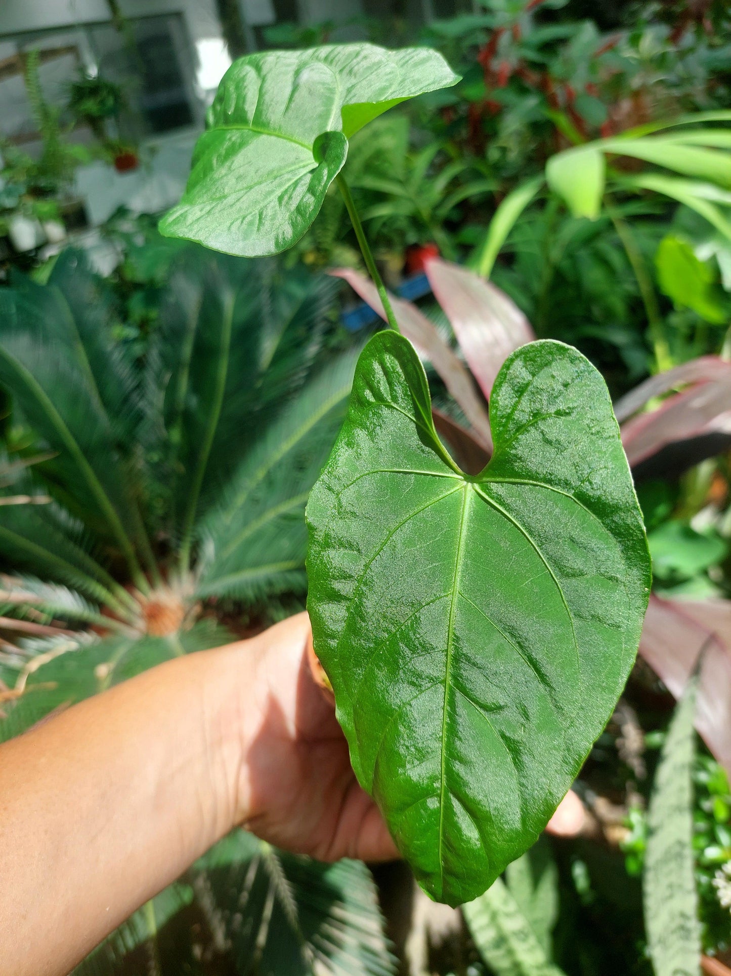 Anthurium sp. "Tarapoto Velvet" Small Size with 2 Leaves (EXACT PLANT)