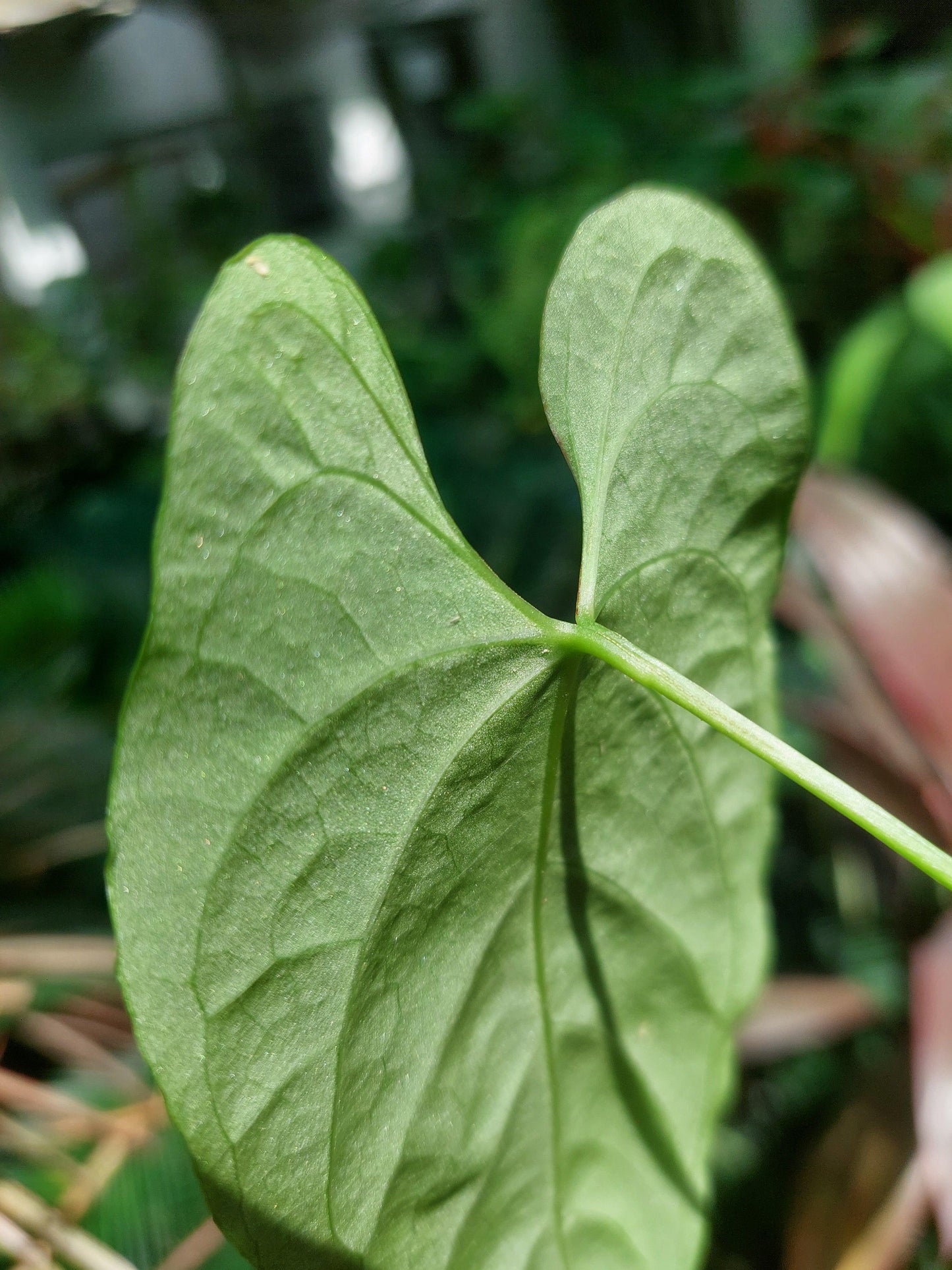 Anthurium sp. "Tarapoto Velvet" Small Size with 2 Leaves (EXACT PLANT)