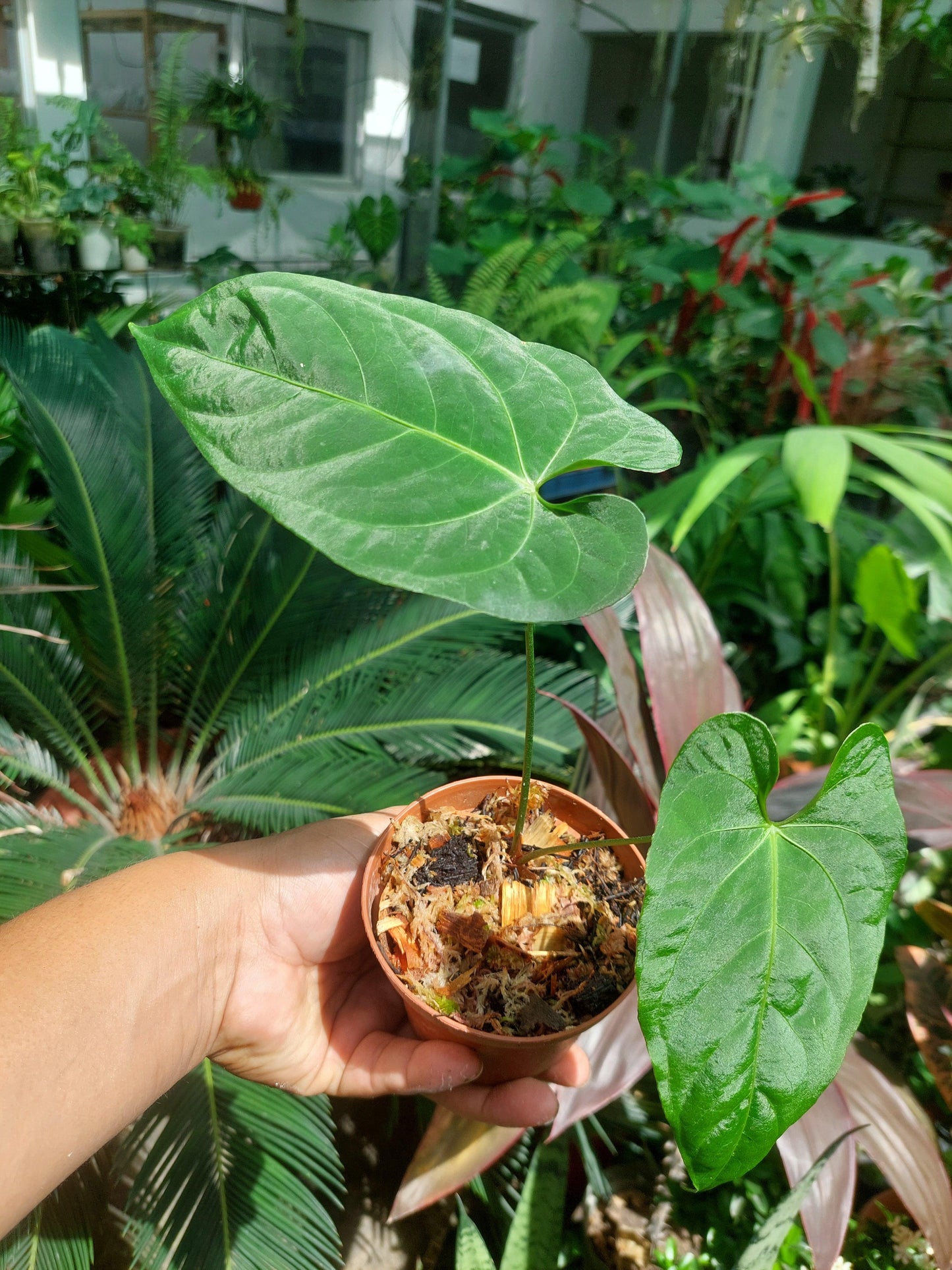 Anthurium sp. "Tarapoto Velvet" Small Size with 2 Leaves (EXACT PLANT)