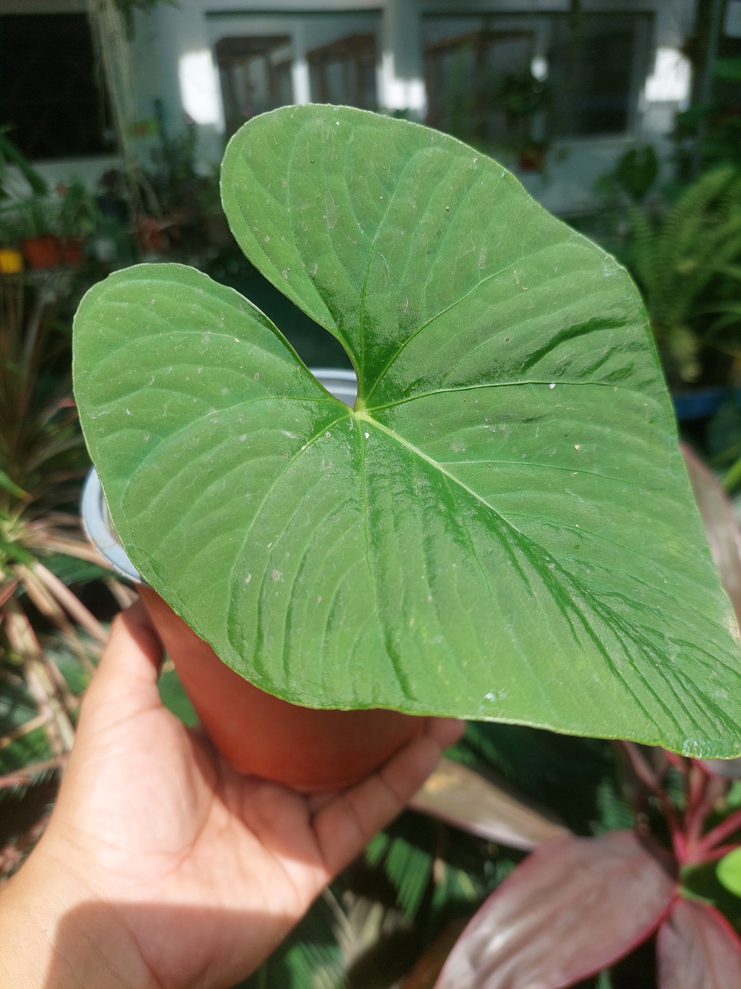 Anthurium sp. "Kunayala Glow"Wild Ecotype (EXACT PLANT)