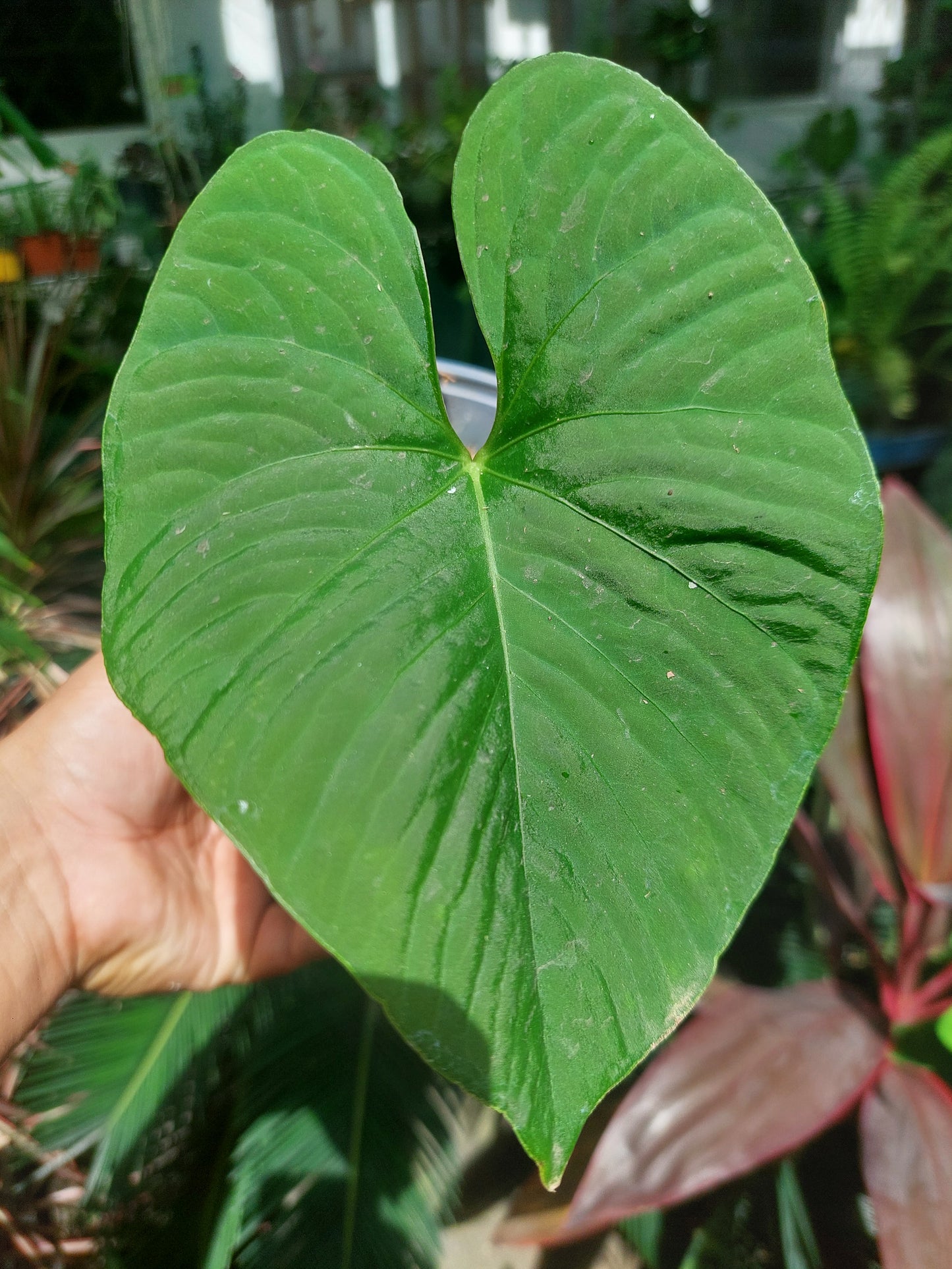 Anthurium sp. "Kunayala Glow"Wild Ecotype (EXACT PLANT)