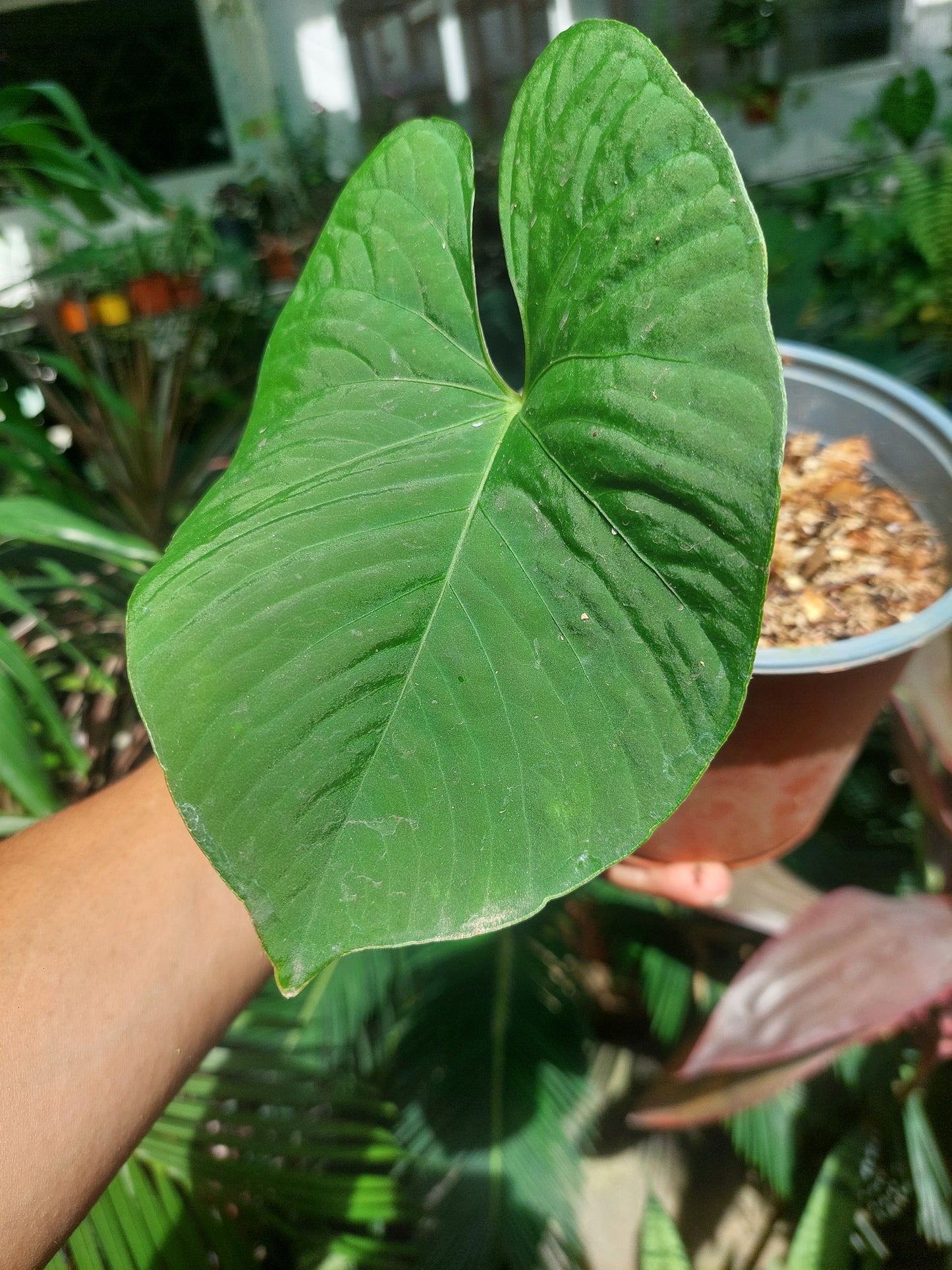 Anthurium sp. "Kunayala Glow"Wild Ecotype (EXACT PLANT)