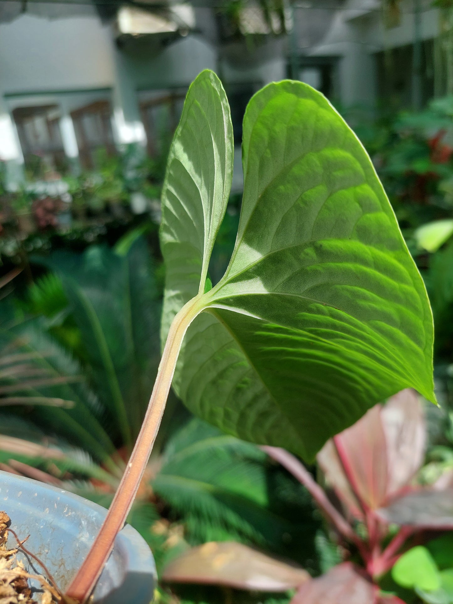 Anthurium sp. "Kunayala Glow"Wild Ecotype (EXACT PLANT)