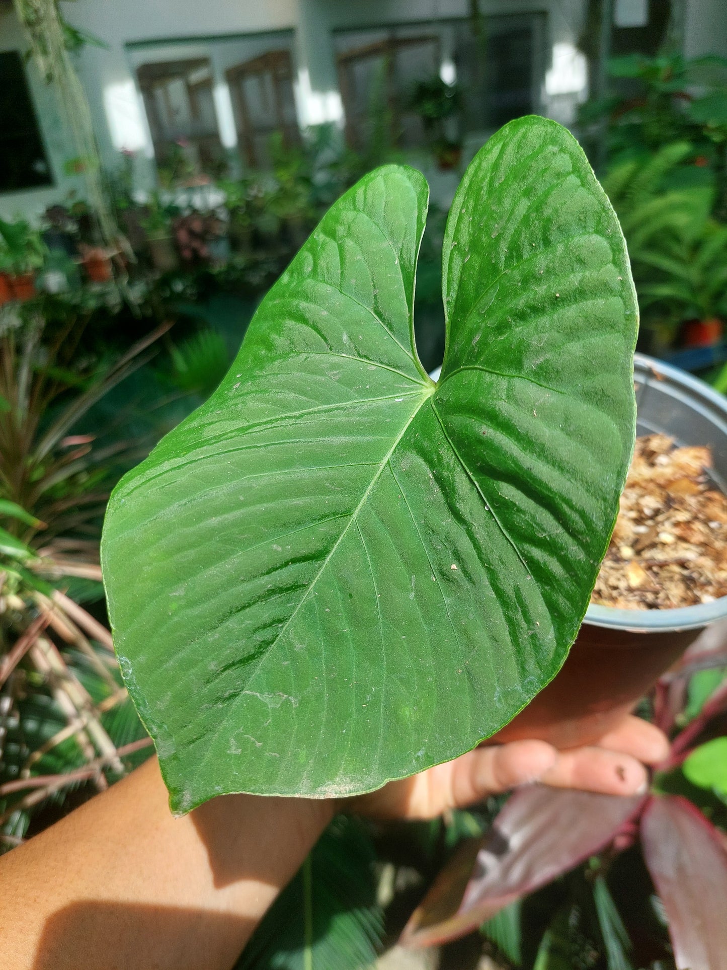 Anthurium sp. "Kunayala Glow"Wild Ecotype (EXACT PLANT)