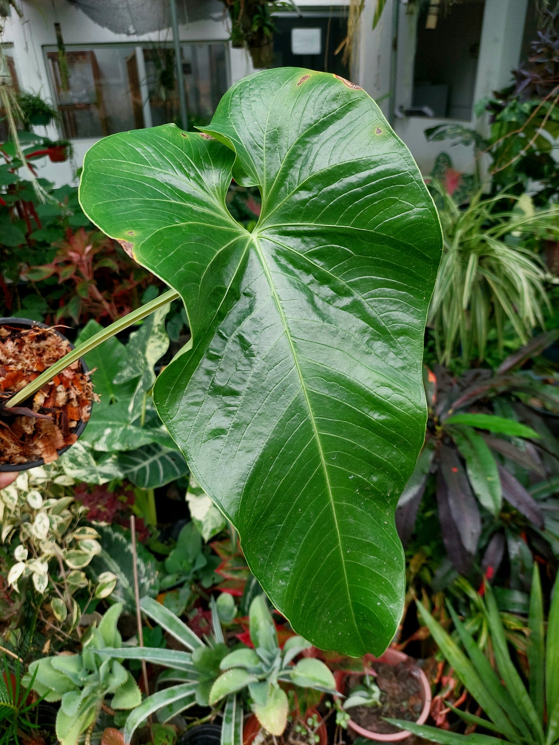 anthurium water dragon Anthurium sp. "Dragon´s Flame" BIG PLANT(EXACT PLANT) – Amazon Plants Peru