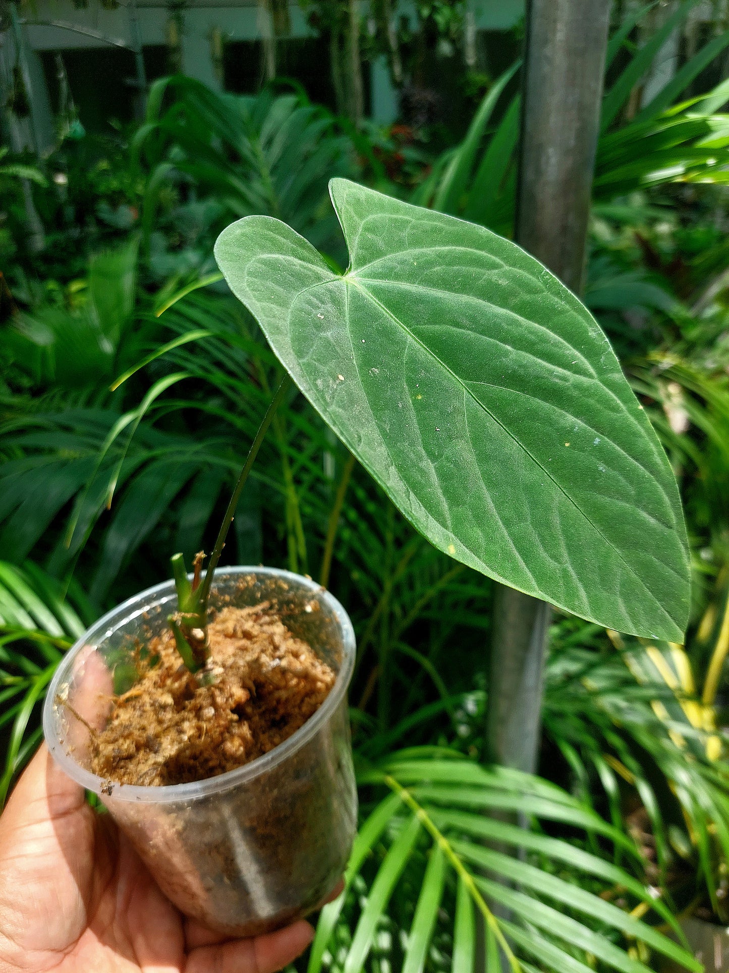 Anthurium sp. "Tarapoto Velvet" Wild Ecotype (EXACT PLANT)