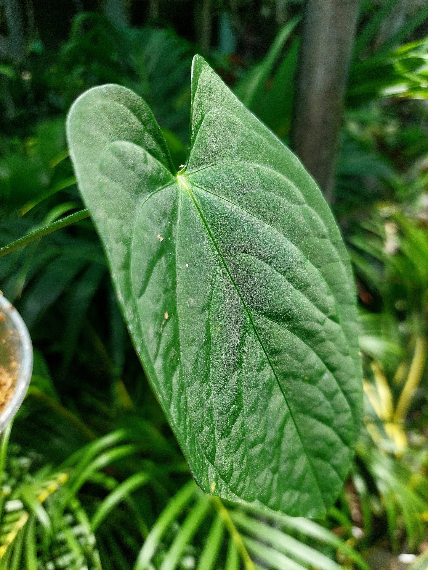 Anthurium sp. "Tarapoto Velvet" Wild Ecotype (EXACT PLANT)