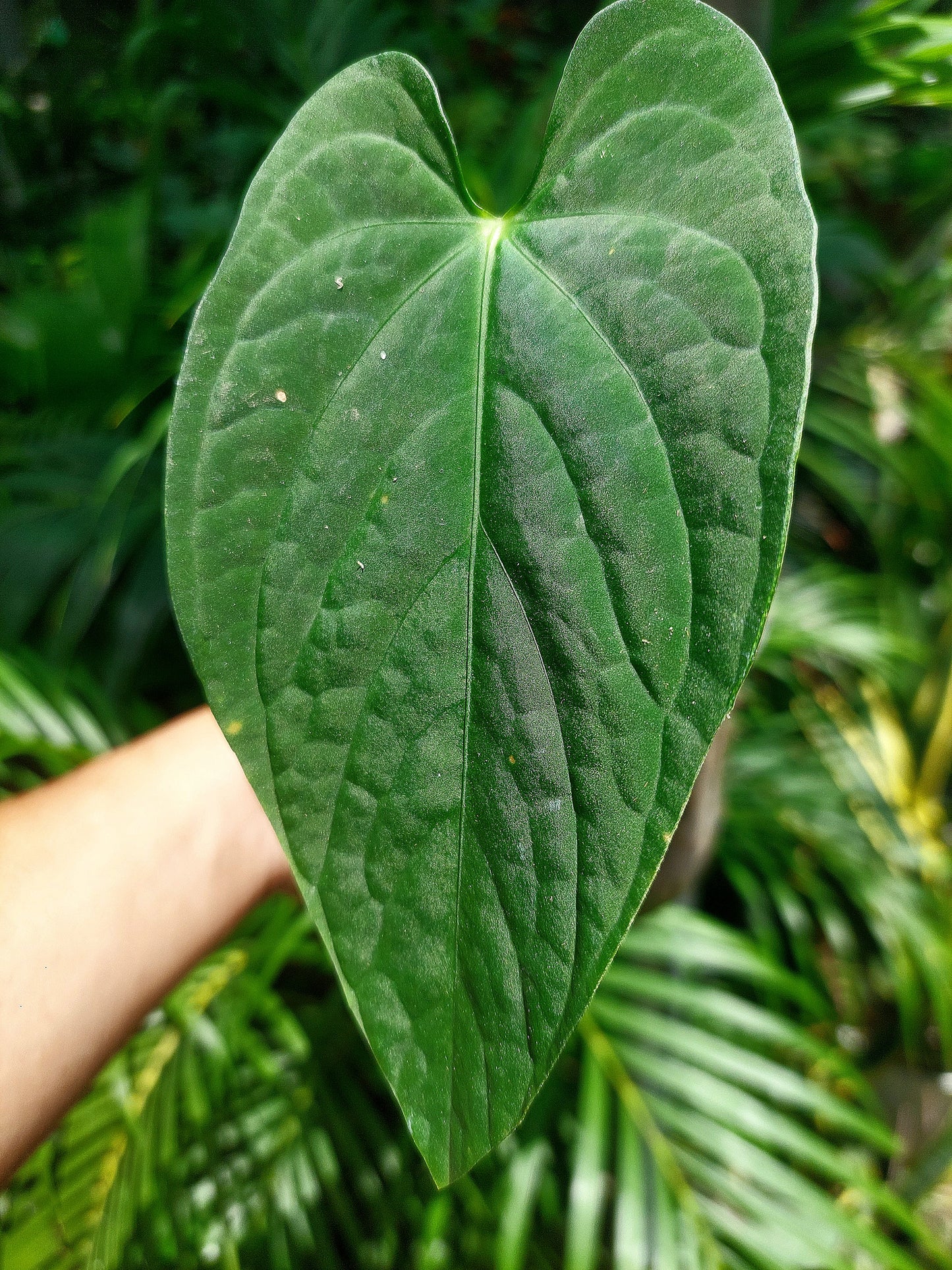 Anthurium sp. "Tarapoto Velvet" Wild Ecotype (EXACT PLANT)